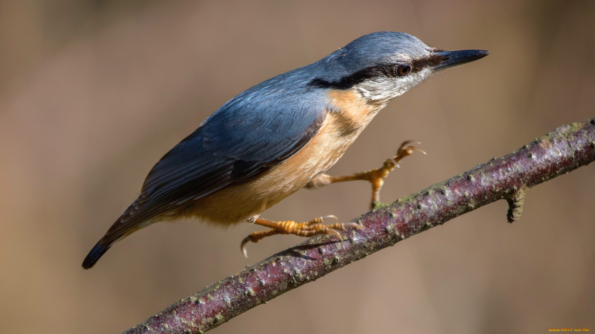 животные, зимородки, птичка