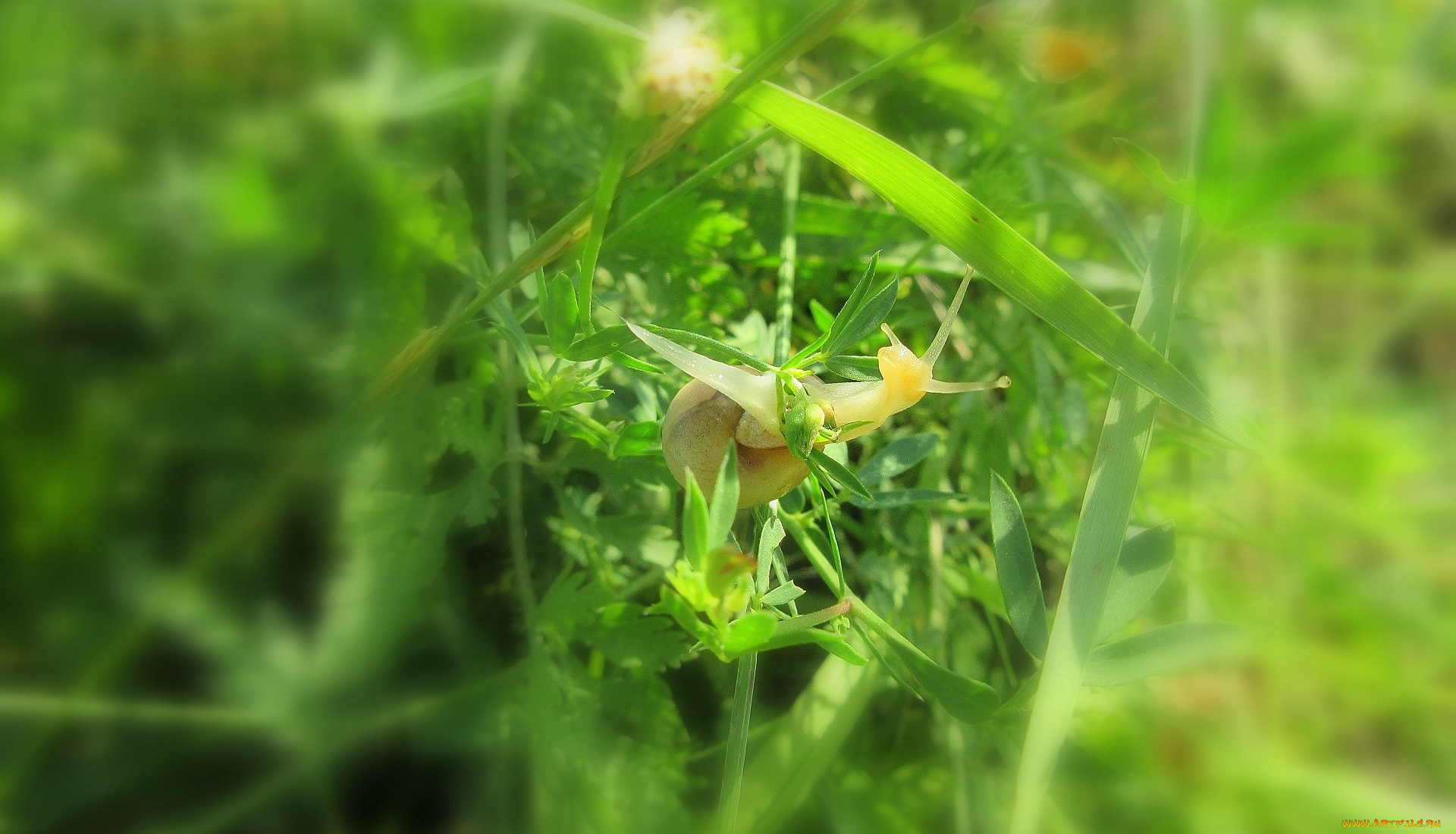 животные, улитки, улитка