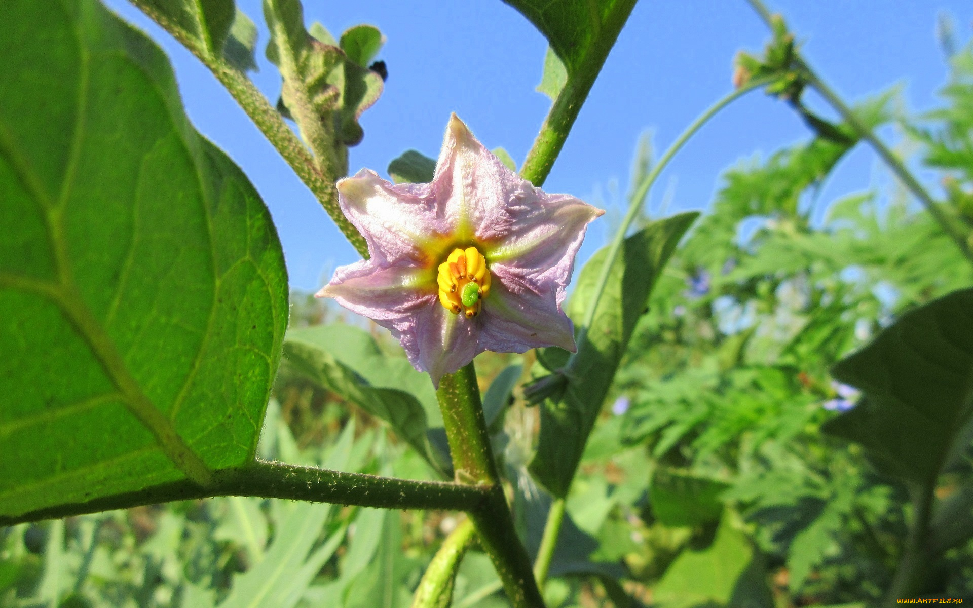 цветы, цветущие, овощи, , ягоды, баклажан