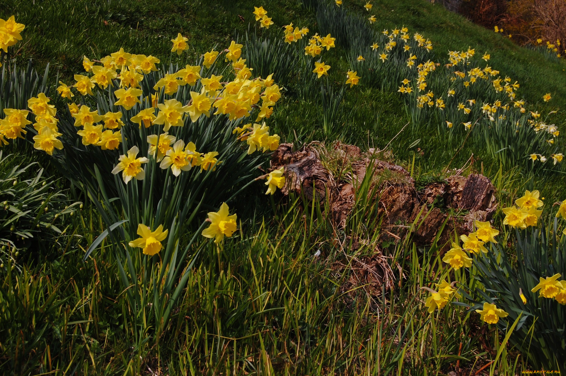 цветы, нарциссы, трава, желтый, цвет