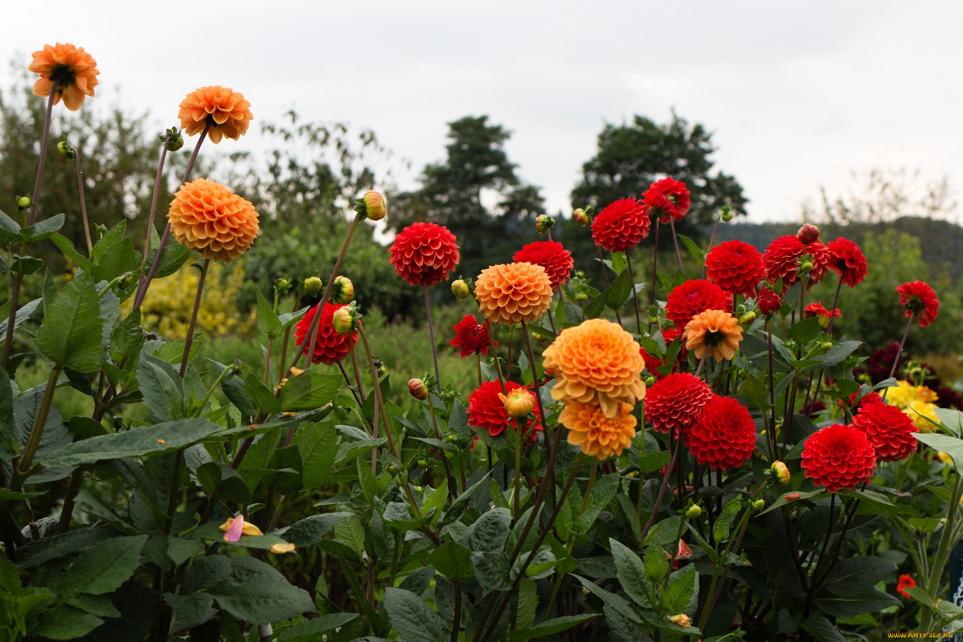 цветы, георгины, разноцветные