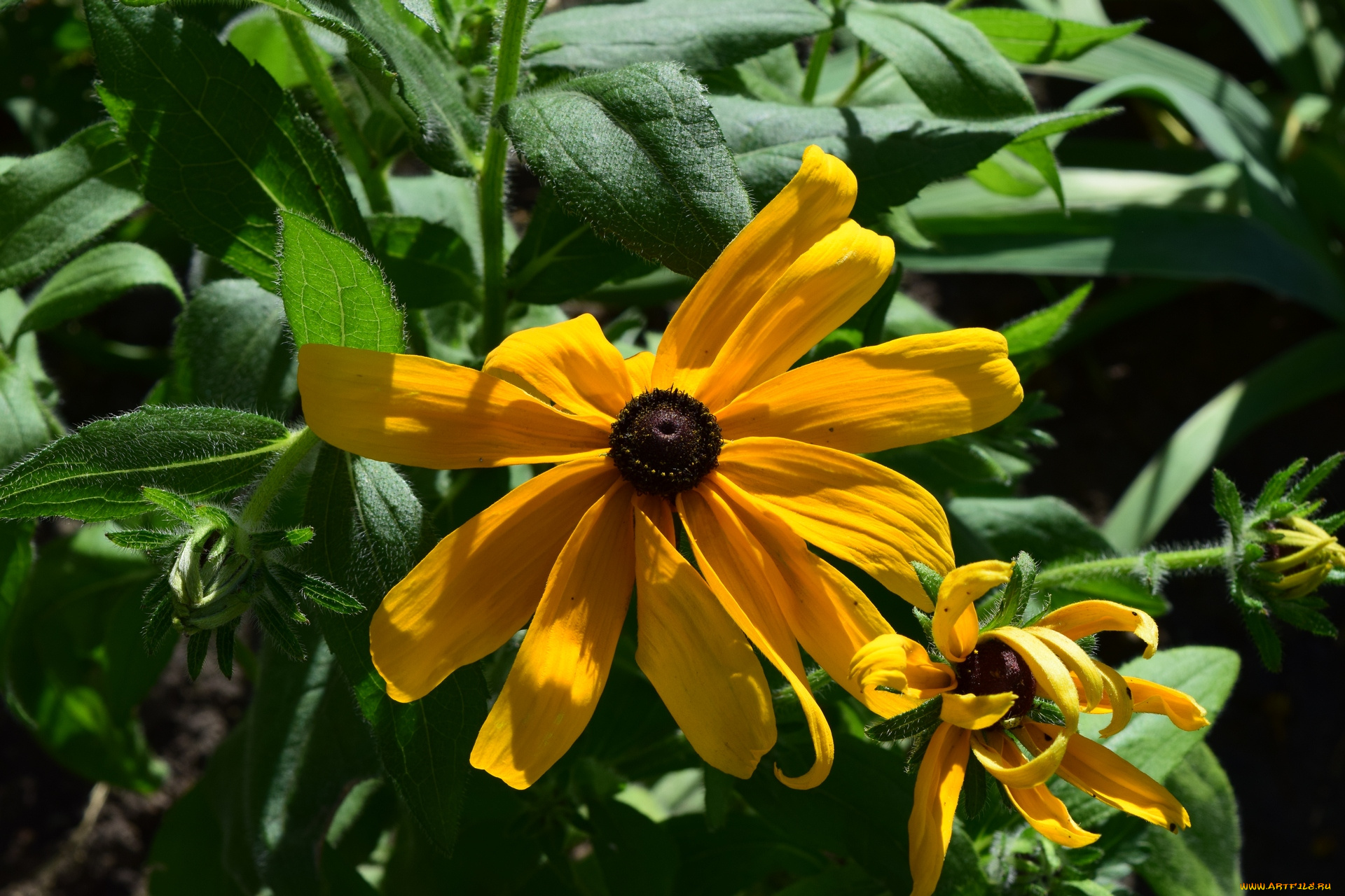 цветы, желтый, цвет