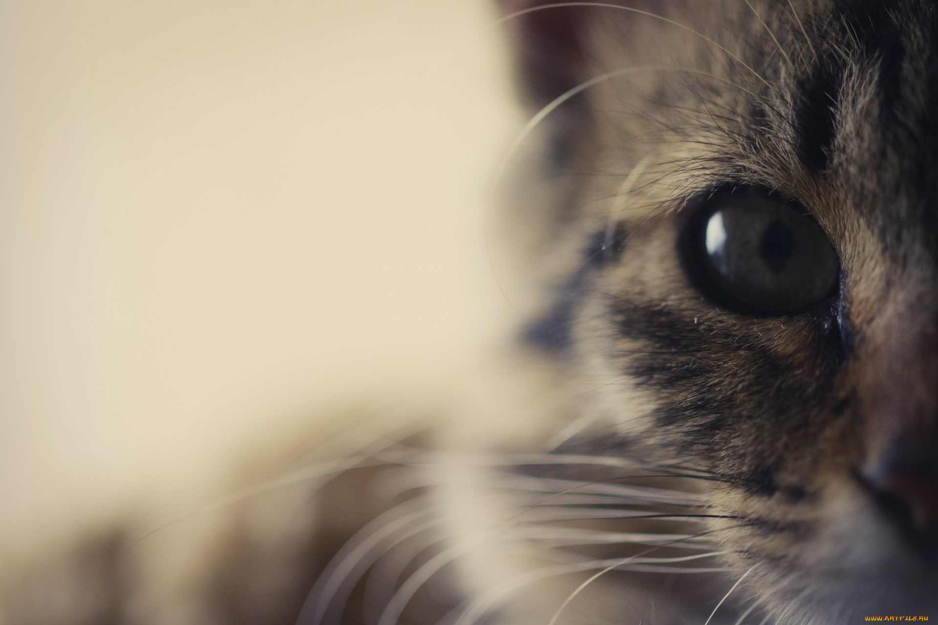животные, коты, морда