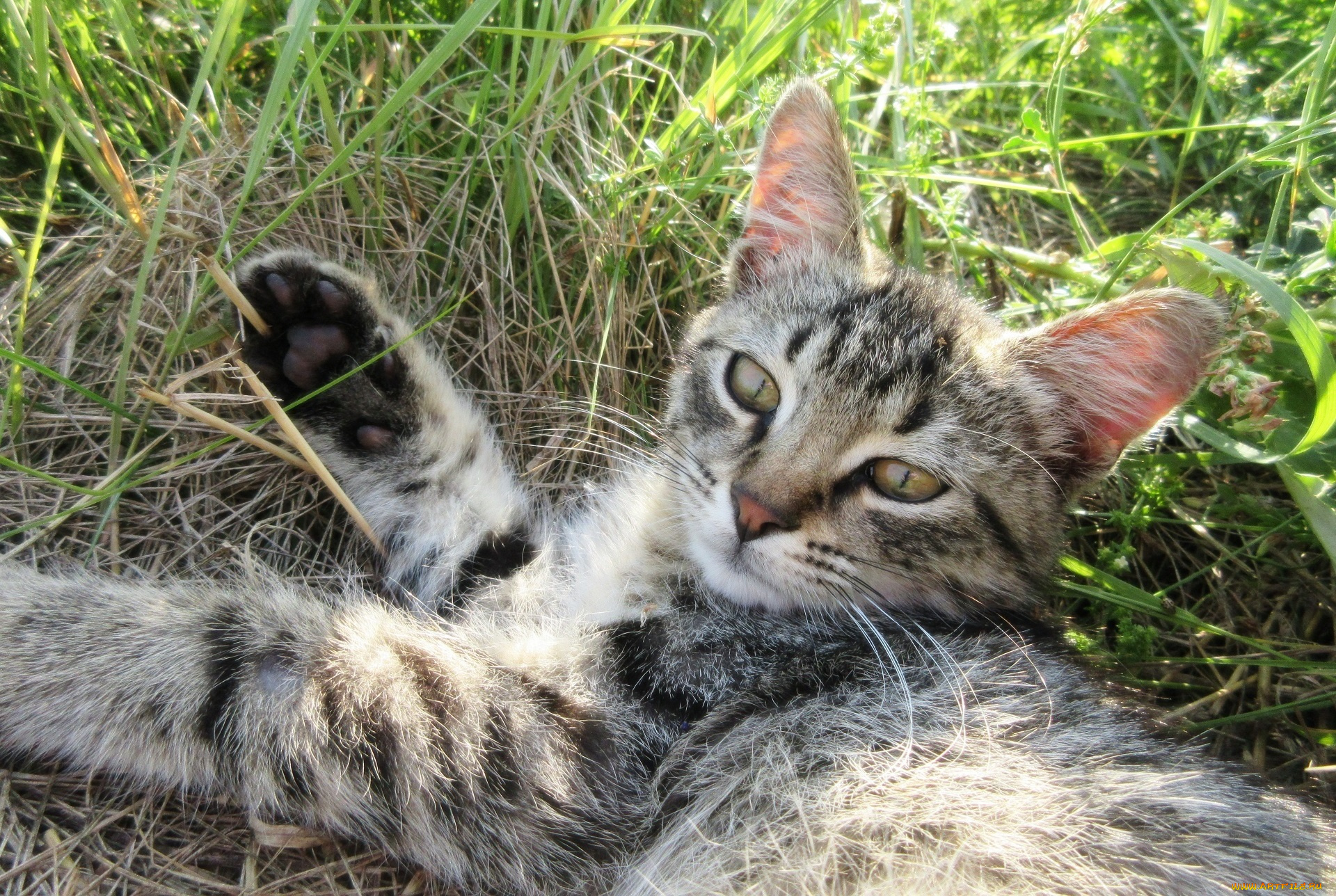 животные, коты, котенок