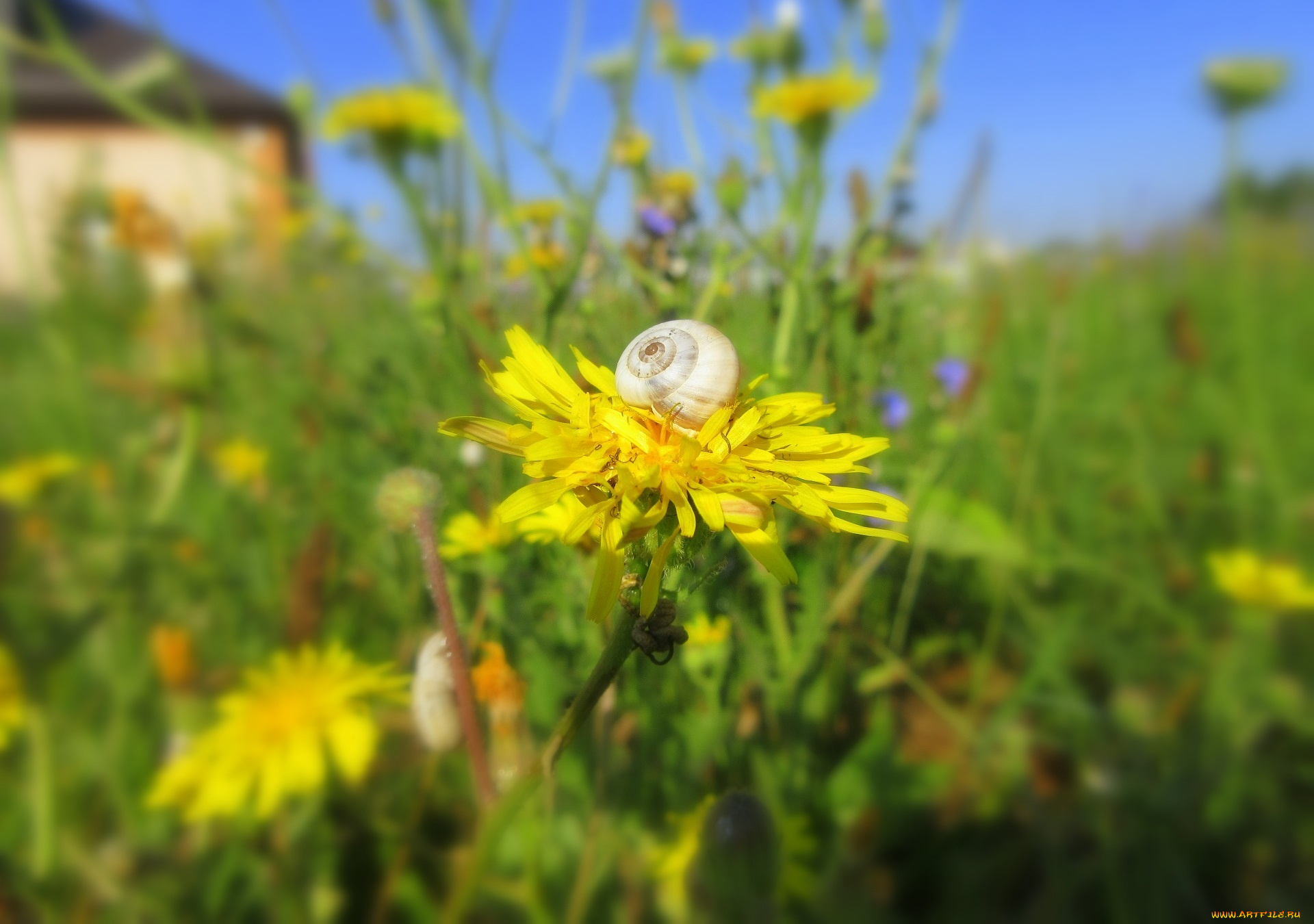 цветы, луговые, , полевые, , цветы, луг