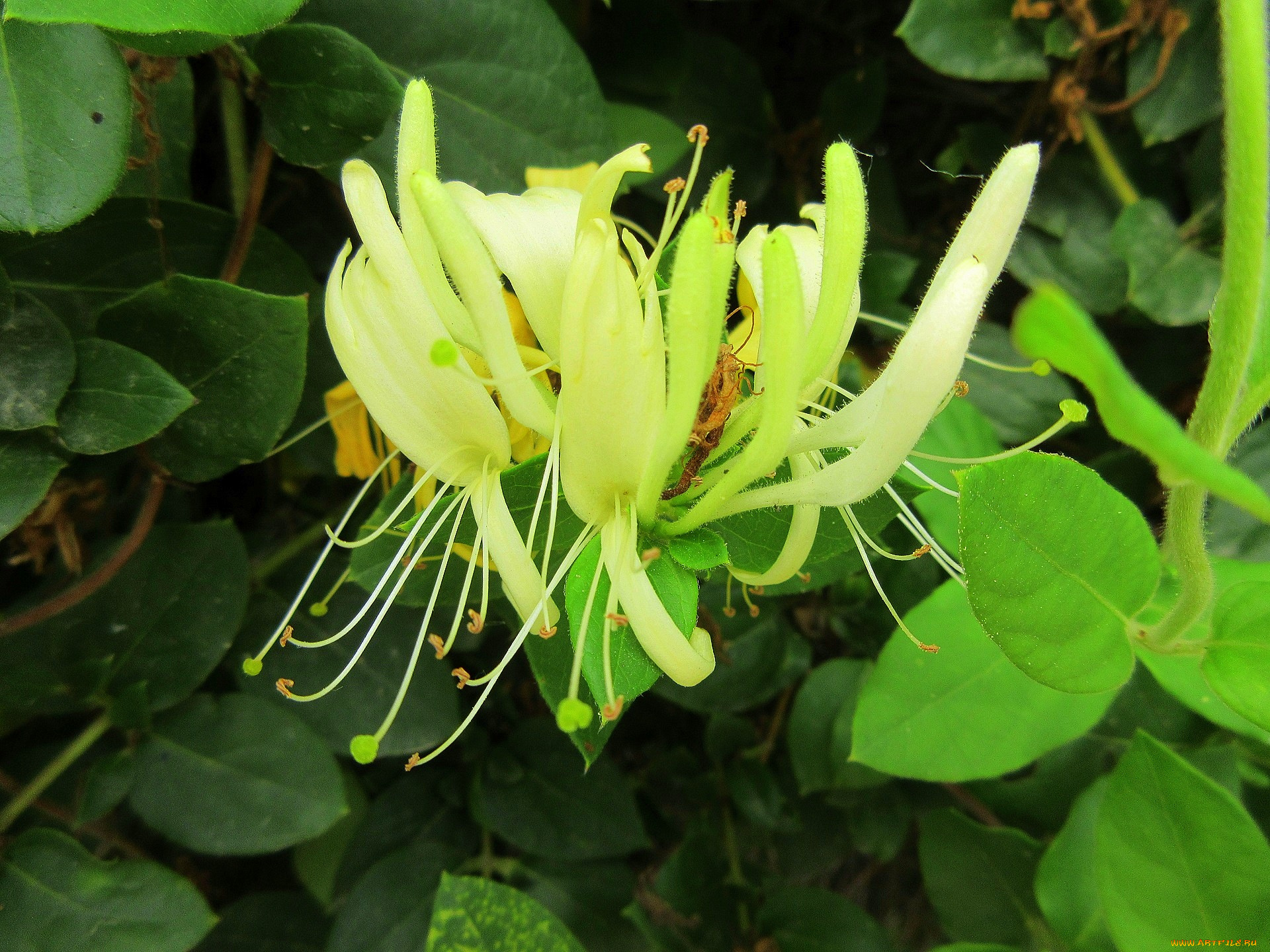 цветы, цветущие, деревья, , , кустарники, макро