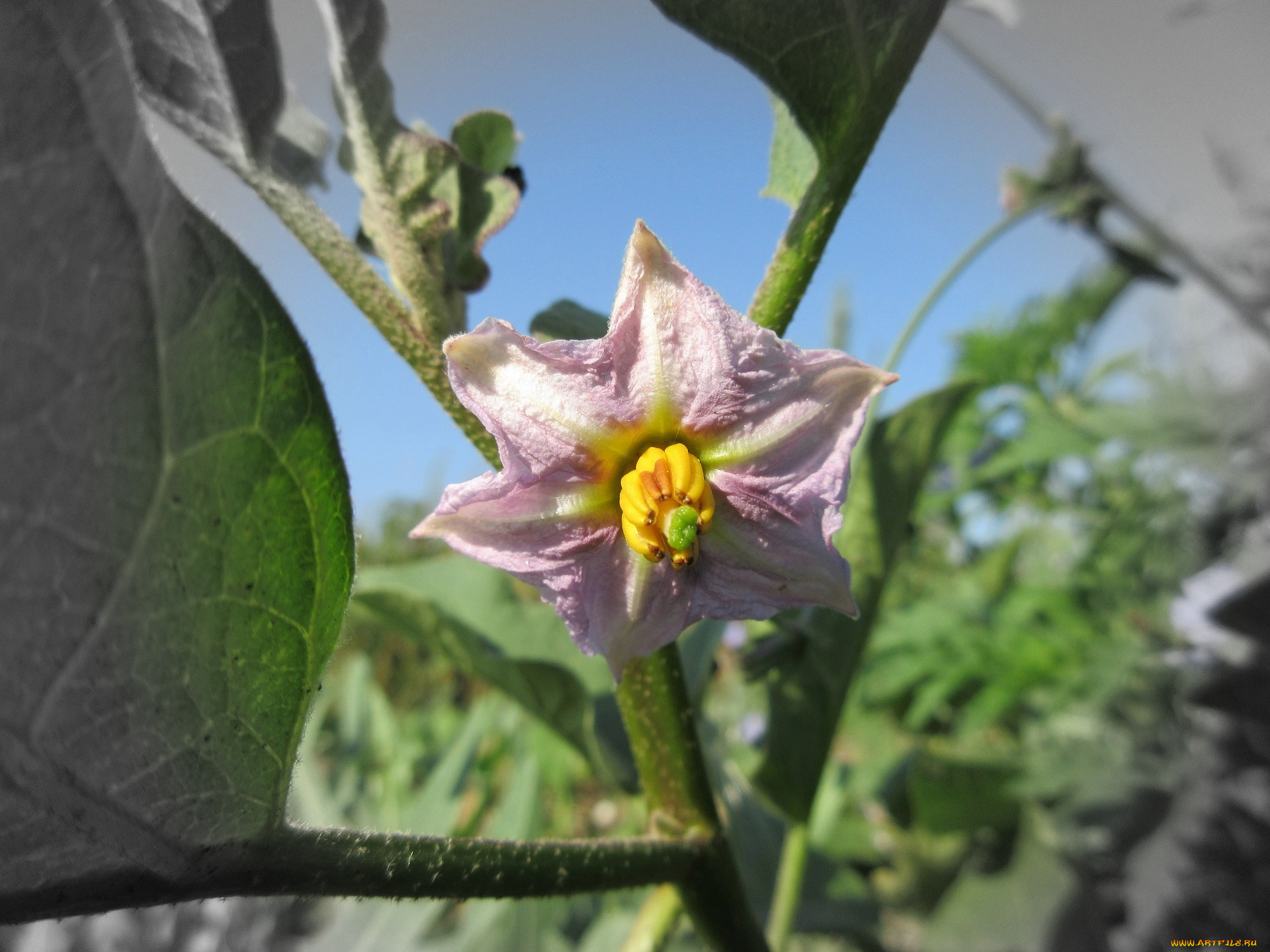 цветы, цветущие, овощи, , ягоды, баклажан