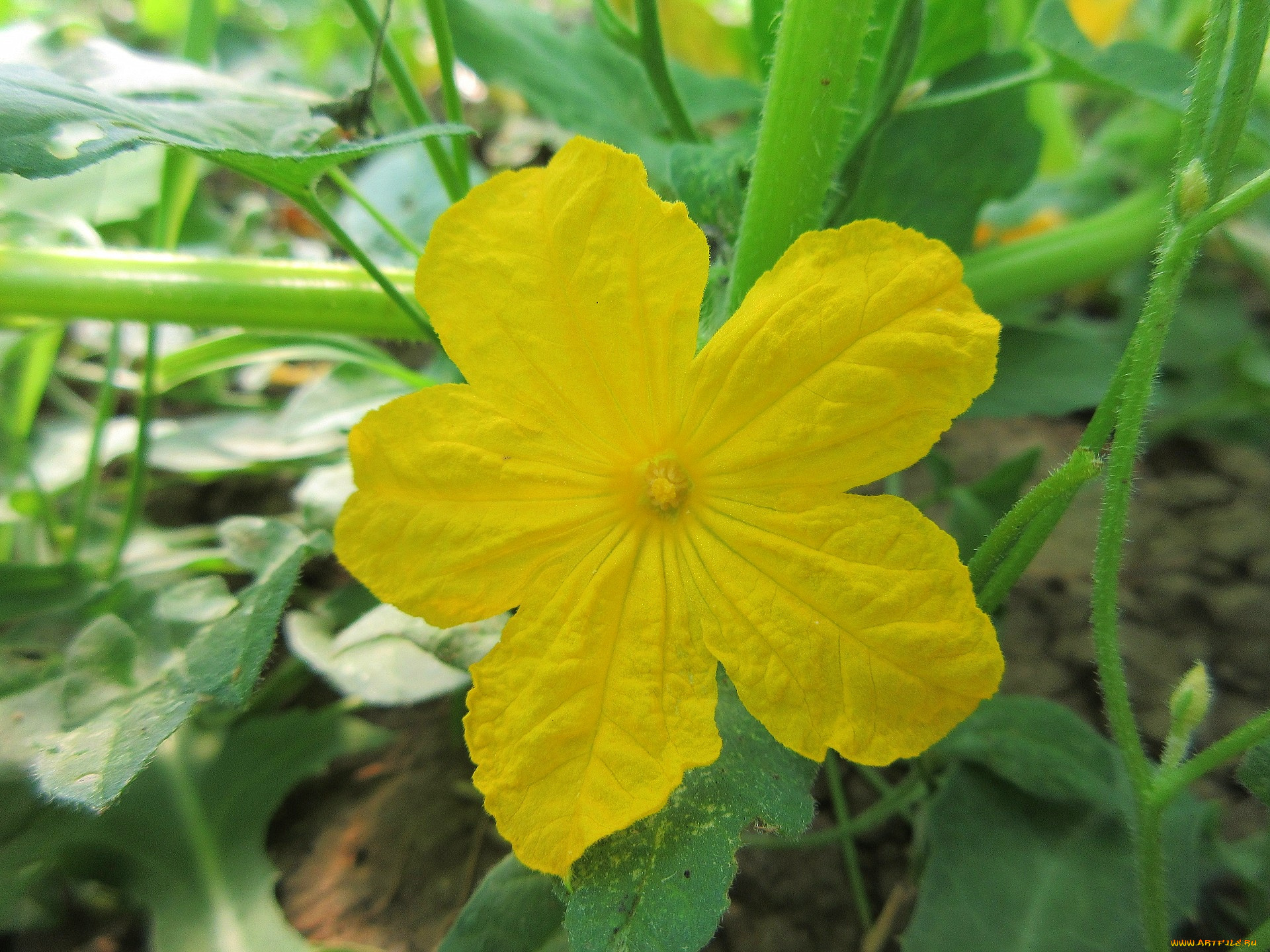 цветы, цветущие, овощи, , ягоды, огурец