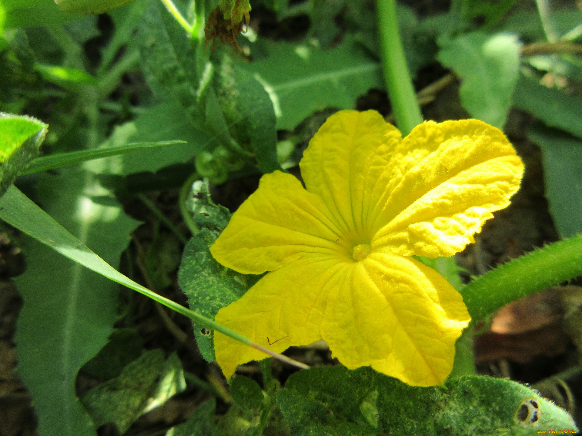 цветы, цветущие, овощи, , ягоды, огурец