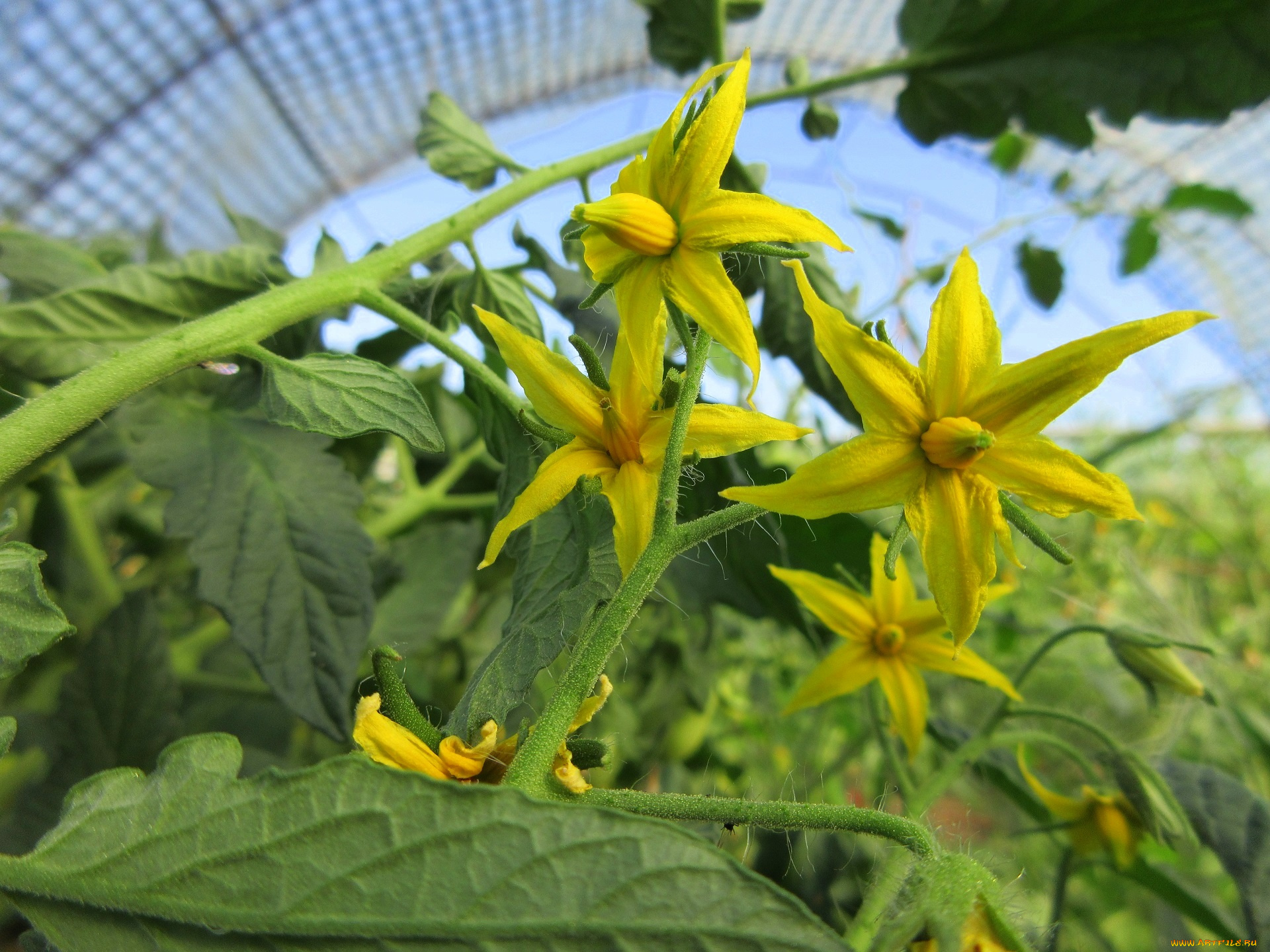 цветы, цветущие, овощи, , ягоды, помидоры