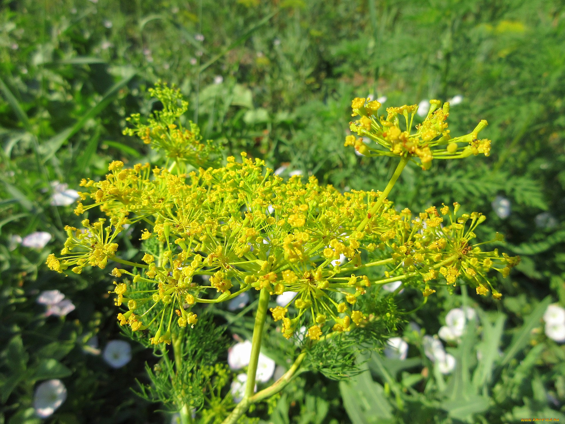 цветы, цветущие, овощи, , ягоды, укроп