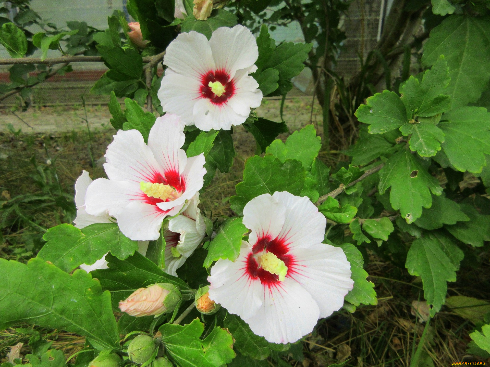 цветы, гибискусы, белые