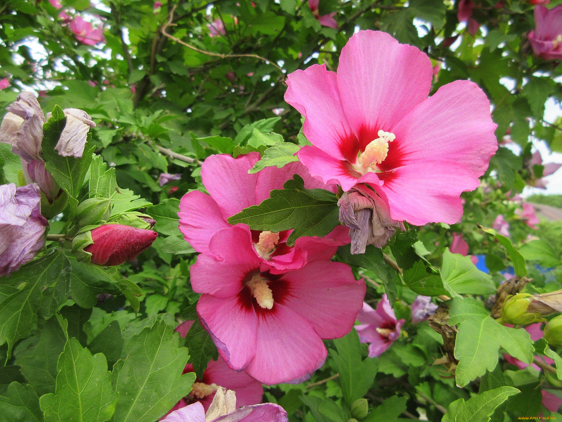 цветы, гибискусы, розовые
