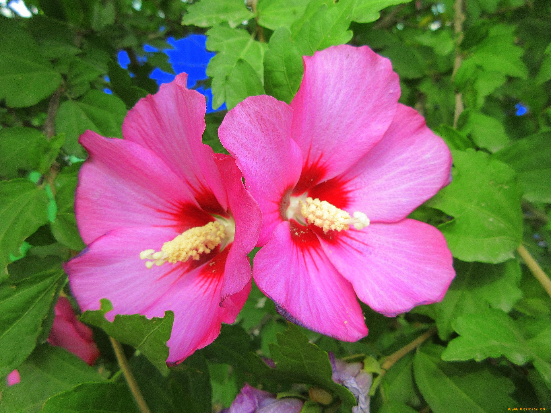 цветы, гибискусы, розовые