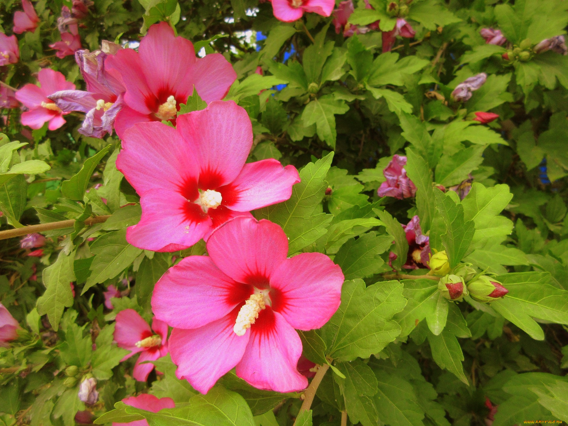 цветы, гибискусы, розовые