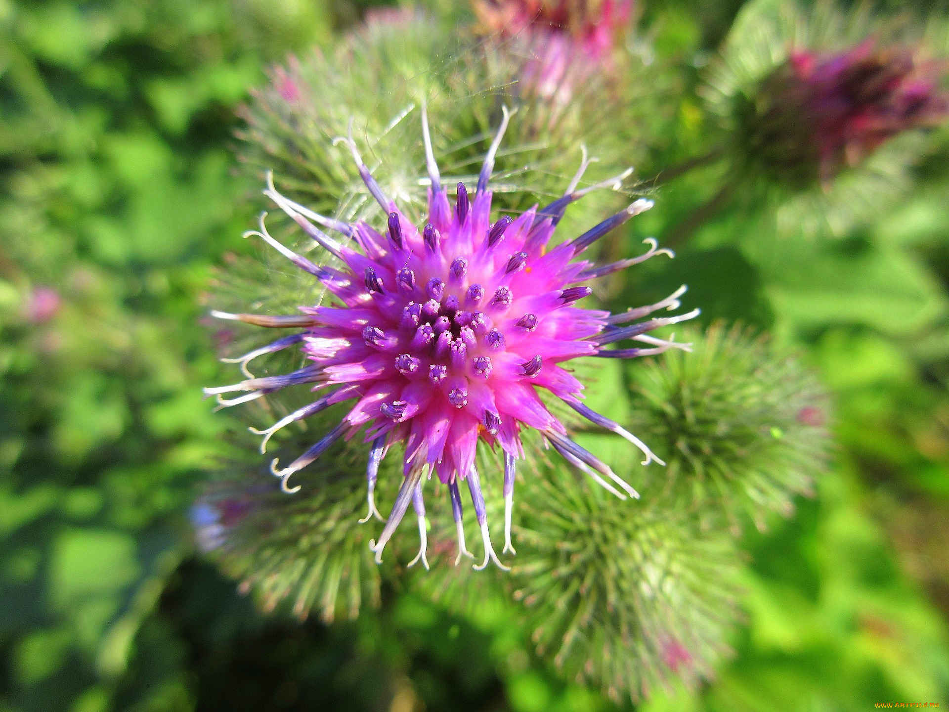 цветы, луговые, , полевые, , цветы, лопух