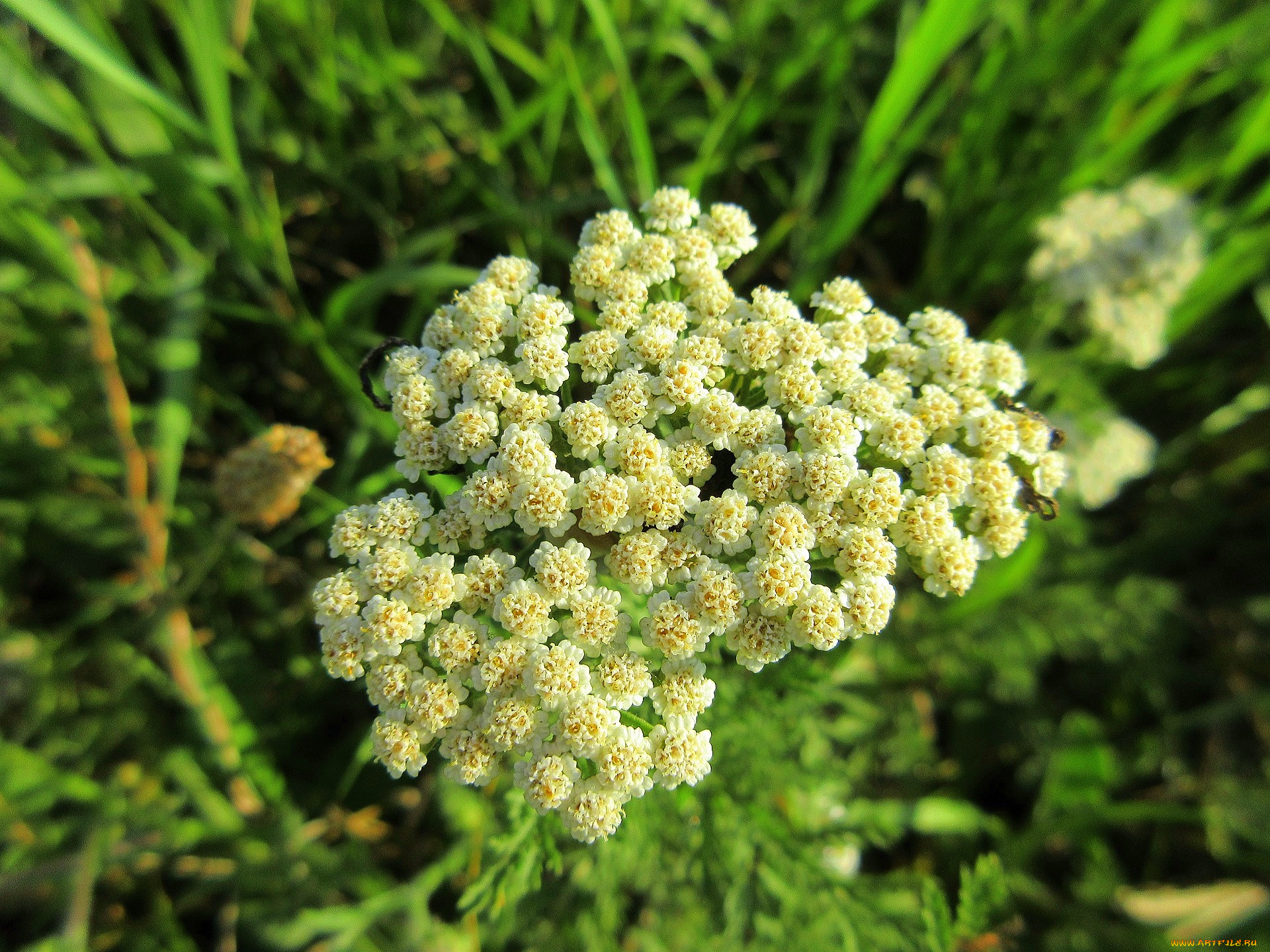 цветы, луговые, , полевые, , цветы, макро