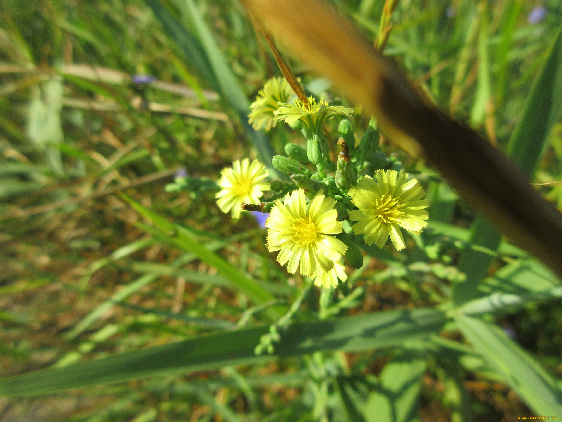 цветы, луговые, , полевые, , цветы, макро