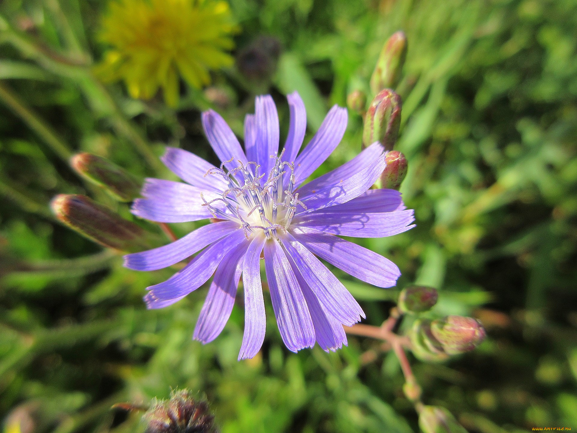 цветы, луговые, , полевые, , цветы, макро