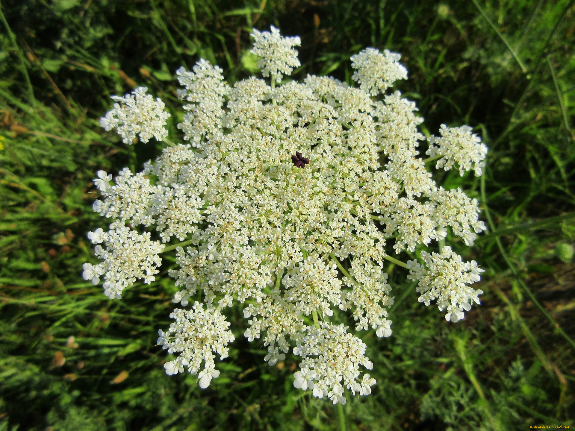 цветы, луговые, , полевые, , цветы, зонтик