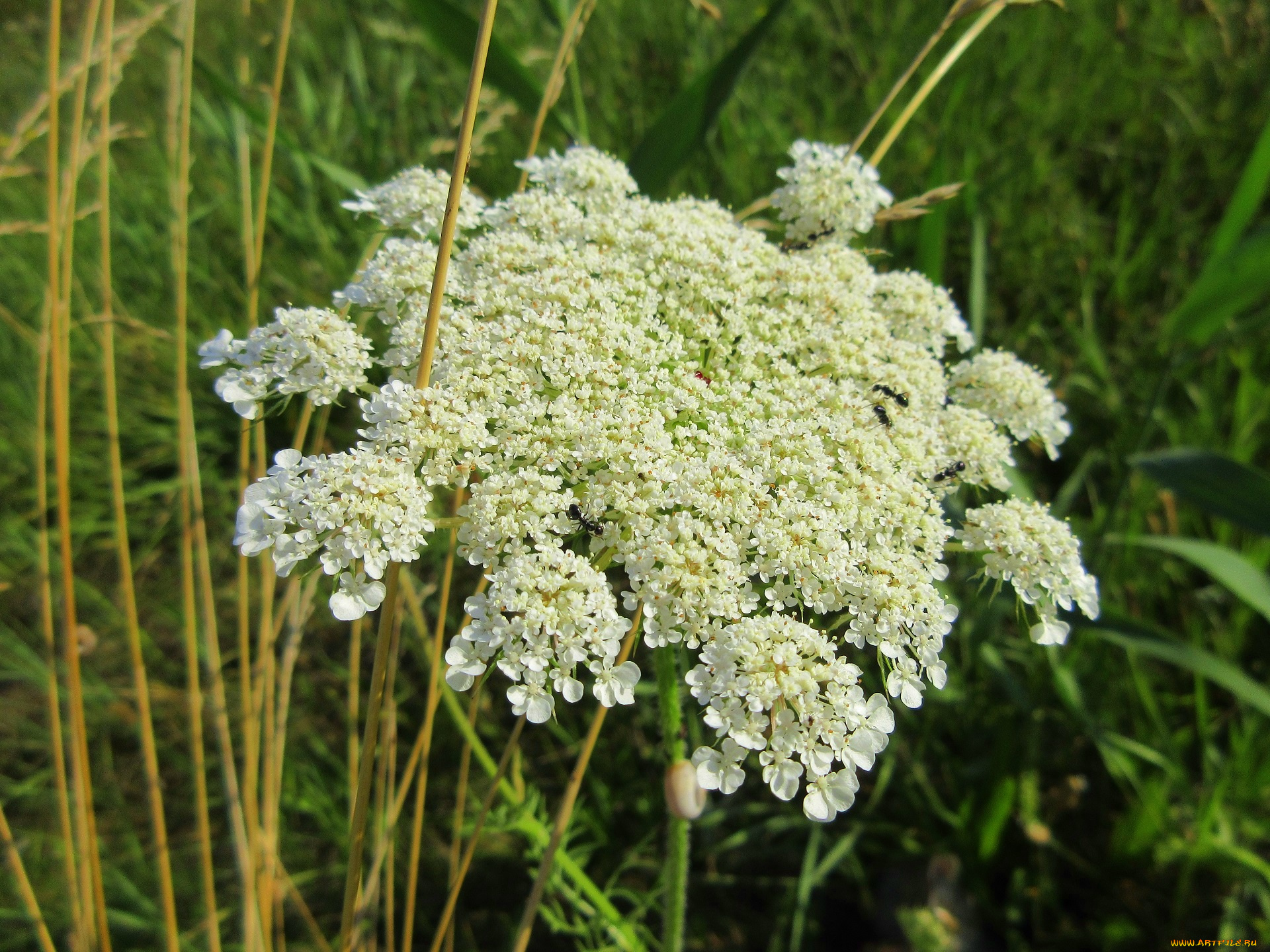 цветы, луговые, , полевые, , цветы, зонтик