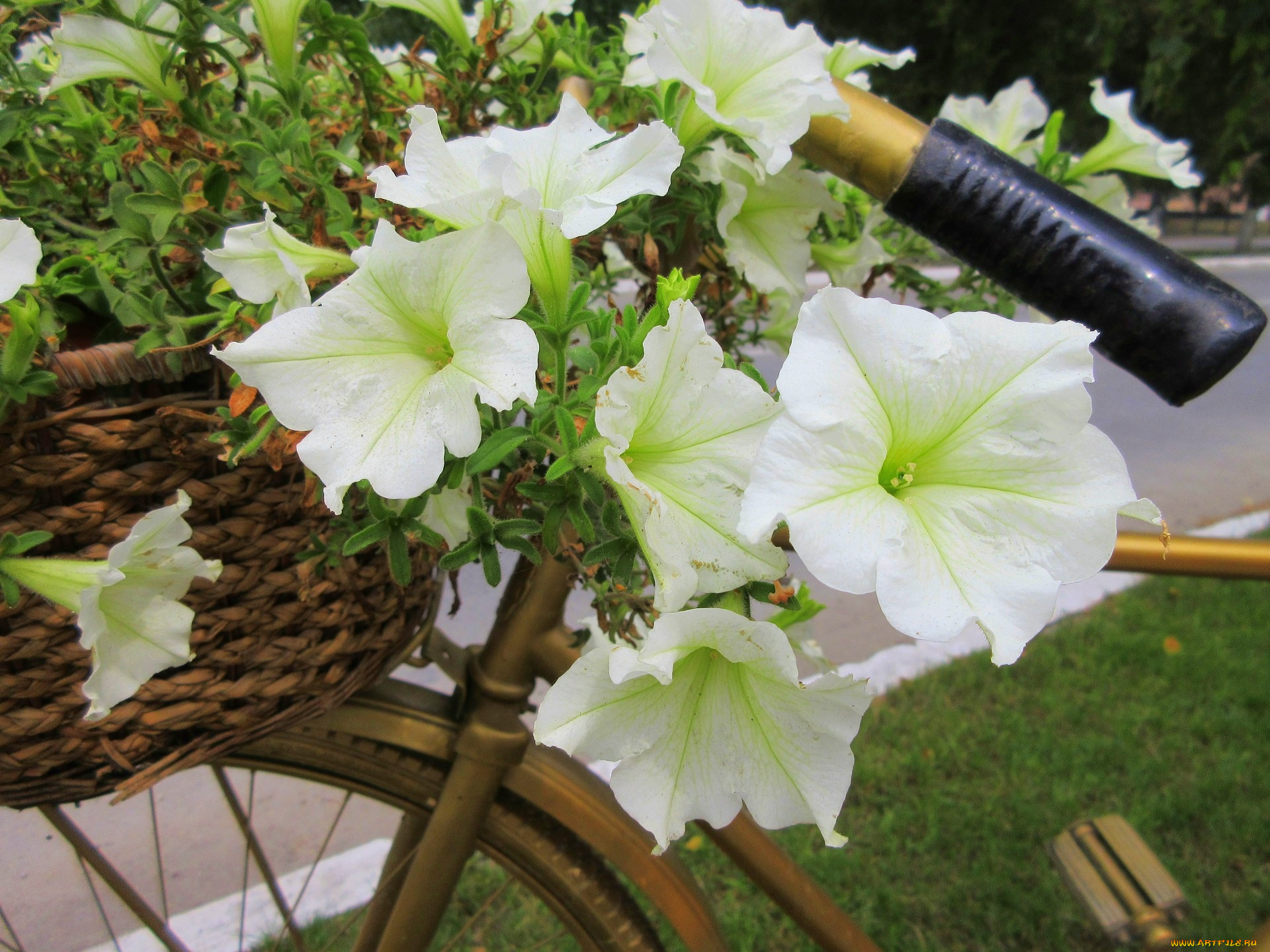 цветы, петунии, , калибрахоа, белые