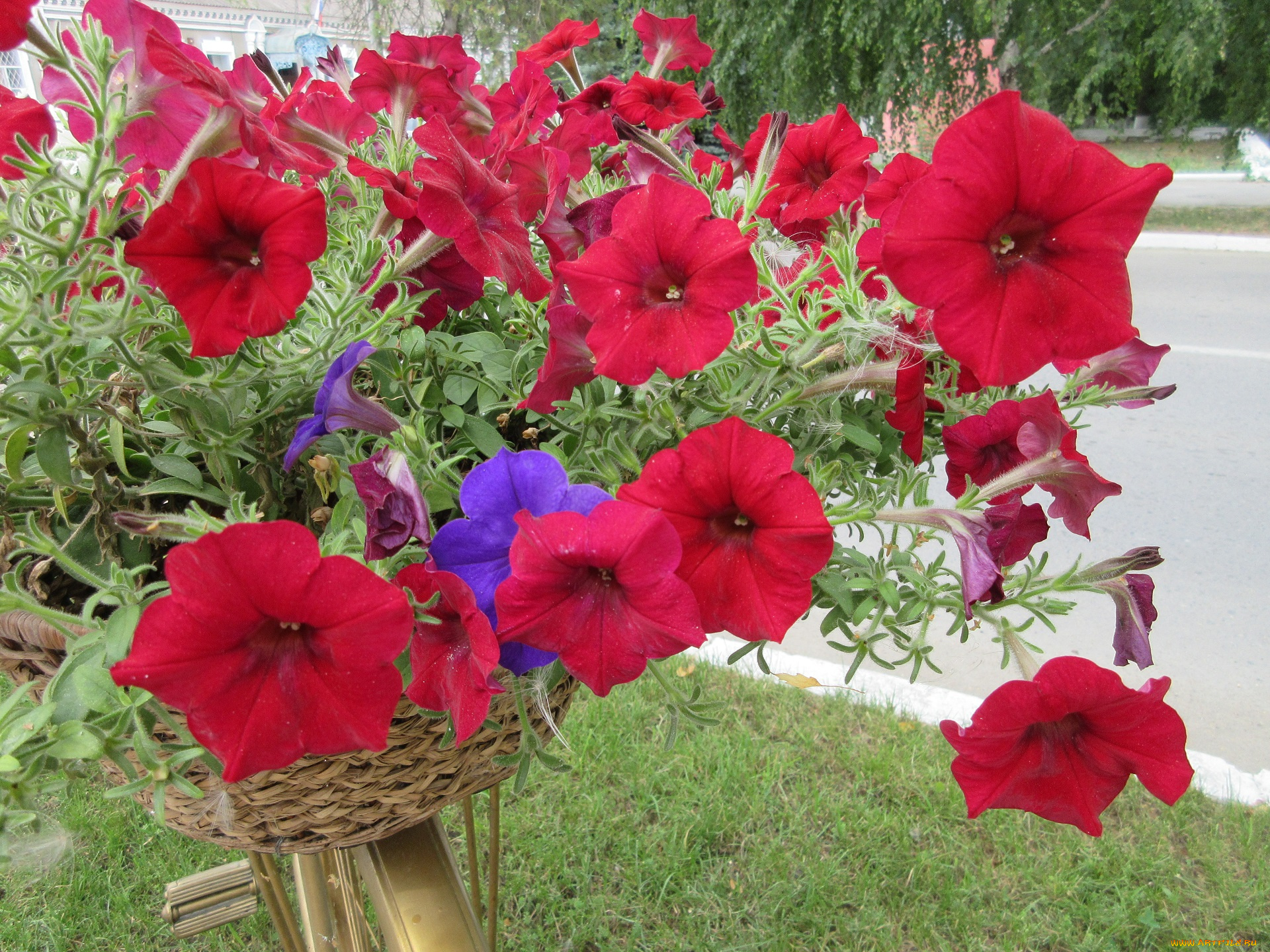 цветы, петунии, , калибрахоа, красная