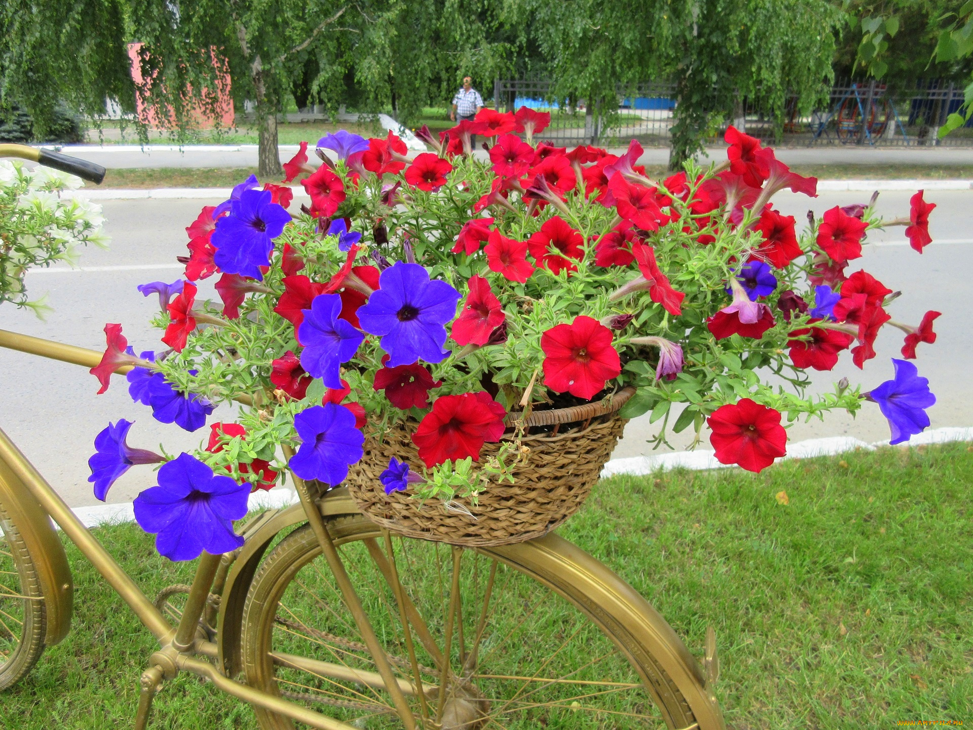 цветы, петунии, , калибрахоа, петуния