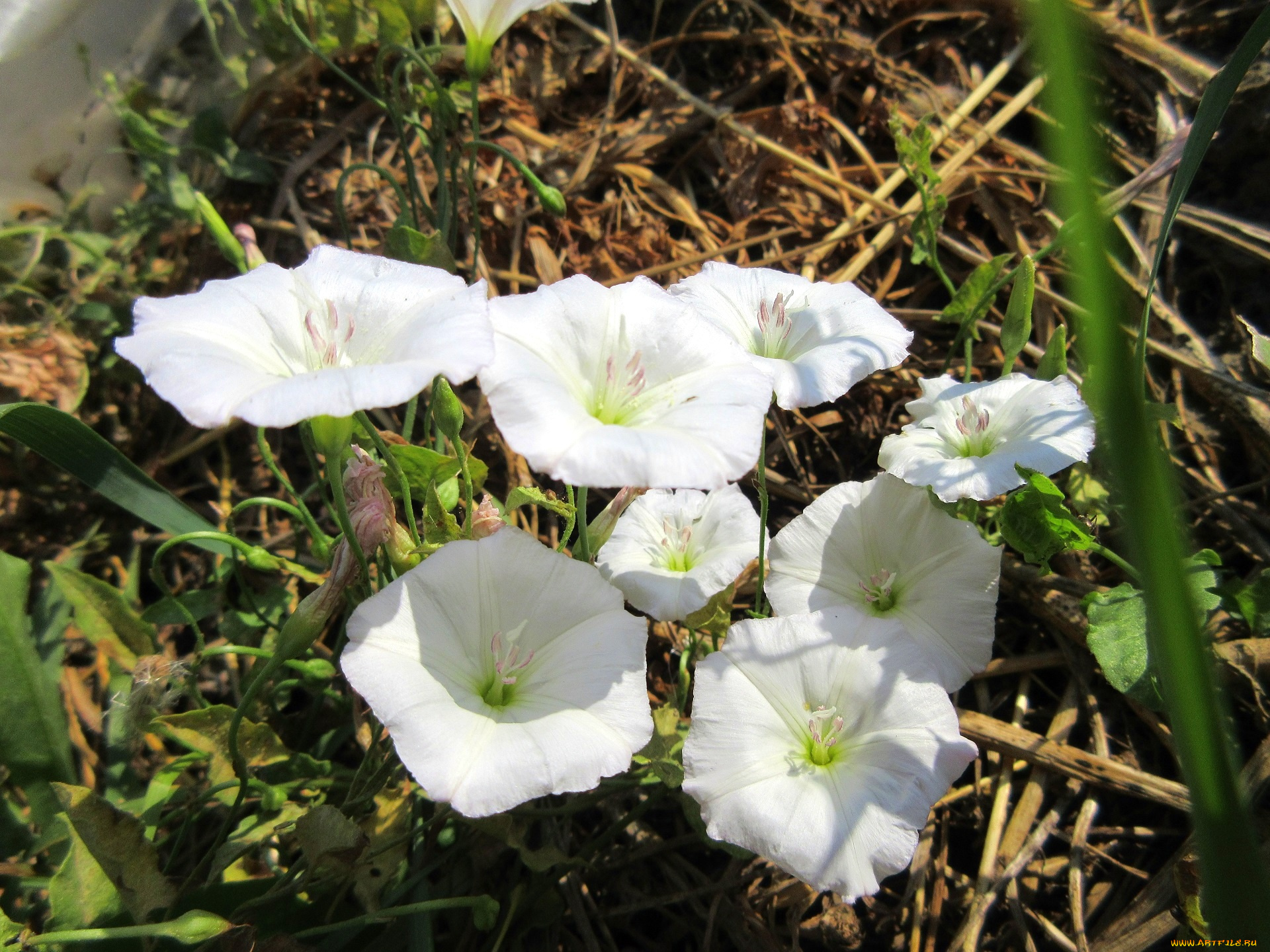 цветы, вьюнки, , ипомеи, берёзка, дикий, вьюнок
