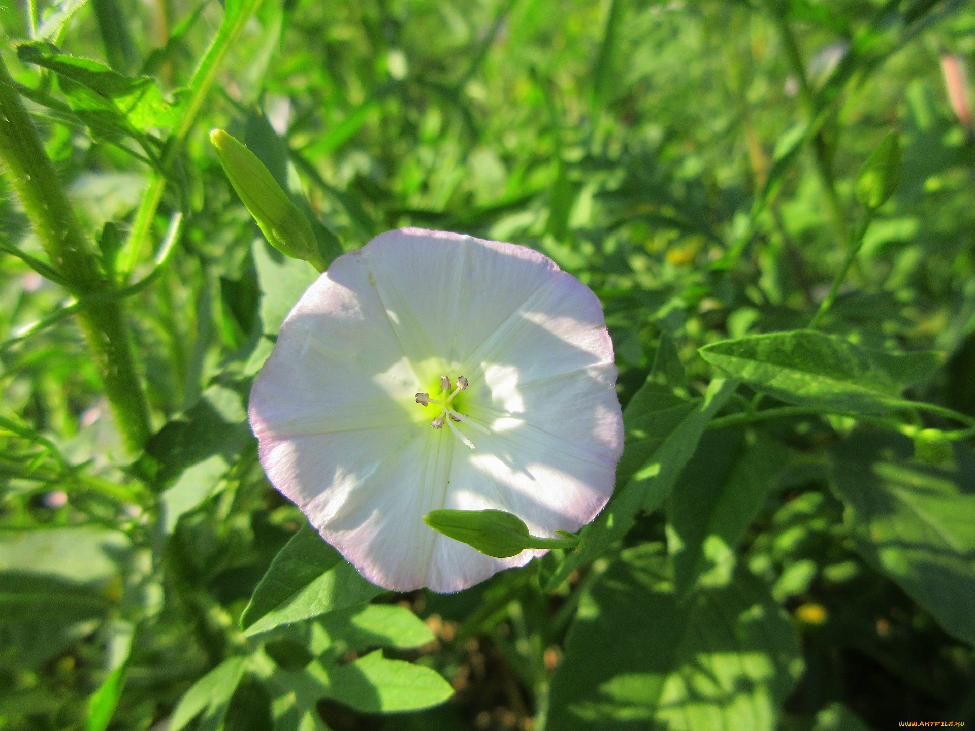 цветы, вьюнки, , ипомеи, дикий, вьюнок