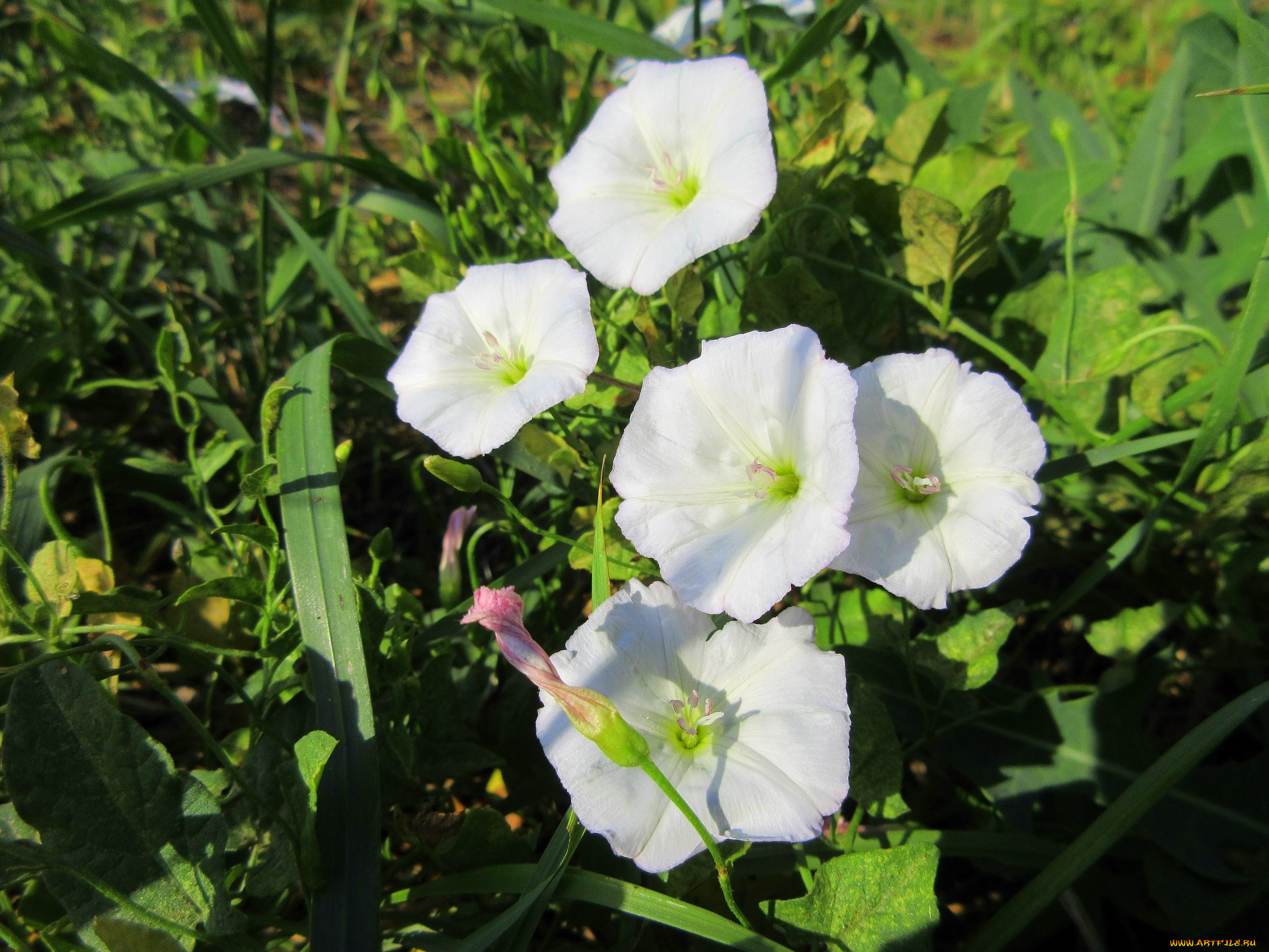 цветы, вьюнки, , ипомеи, дикий, вьюнок, берёзка