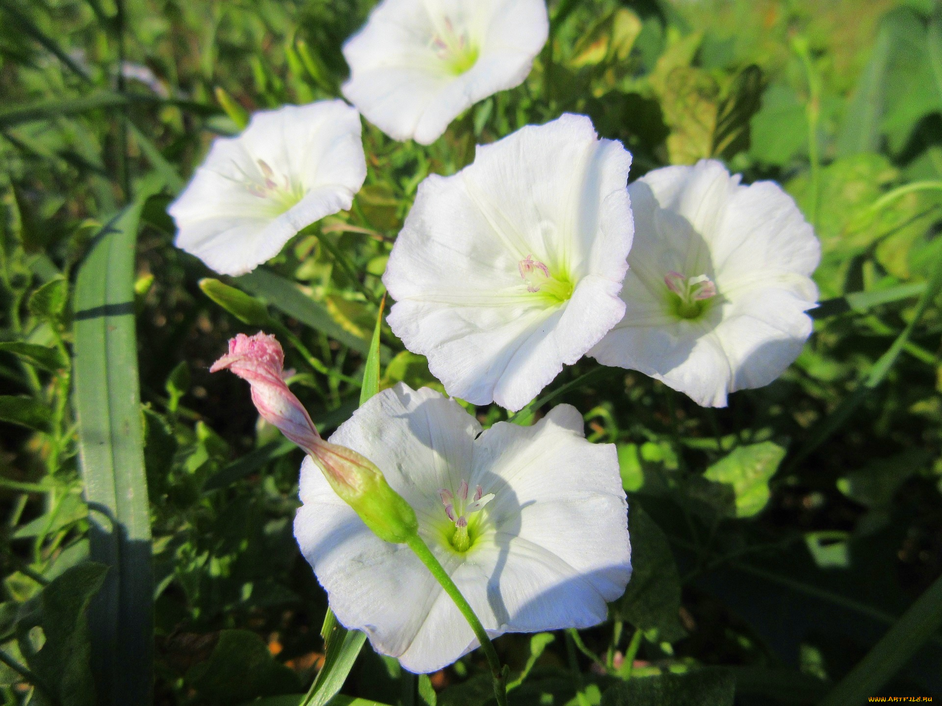 цветы, вьюнки, , ипомеи, дикий, вьюнок, берёзка