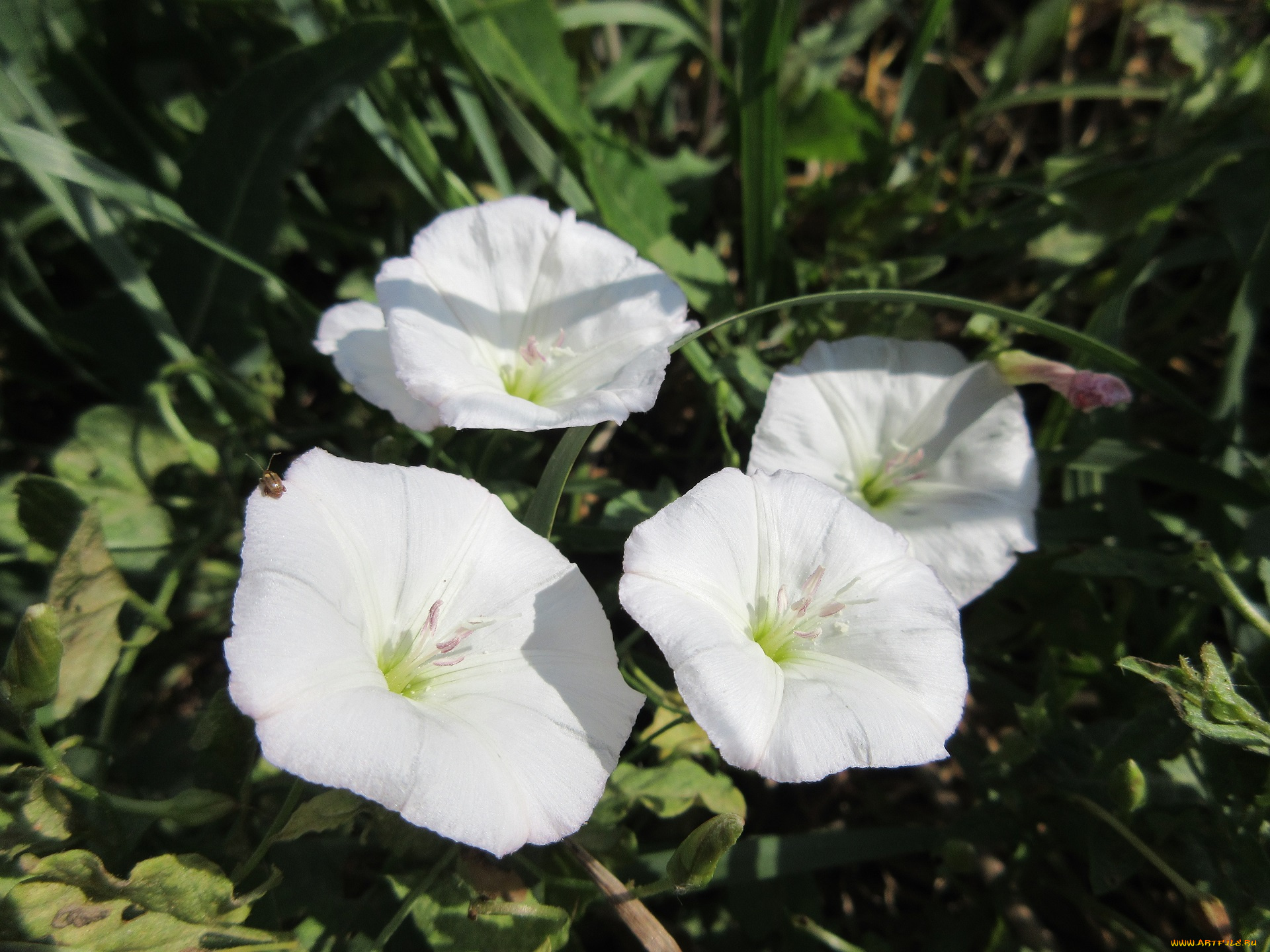 цветы, вьюнки, , ипомеи, дикий, вьюнок, берёзка