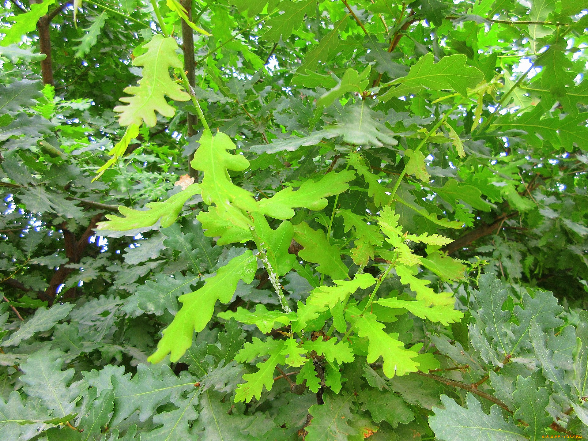 природа, листья, дуб