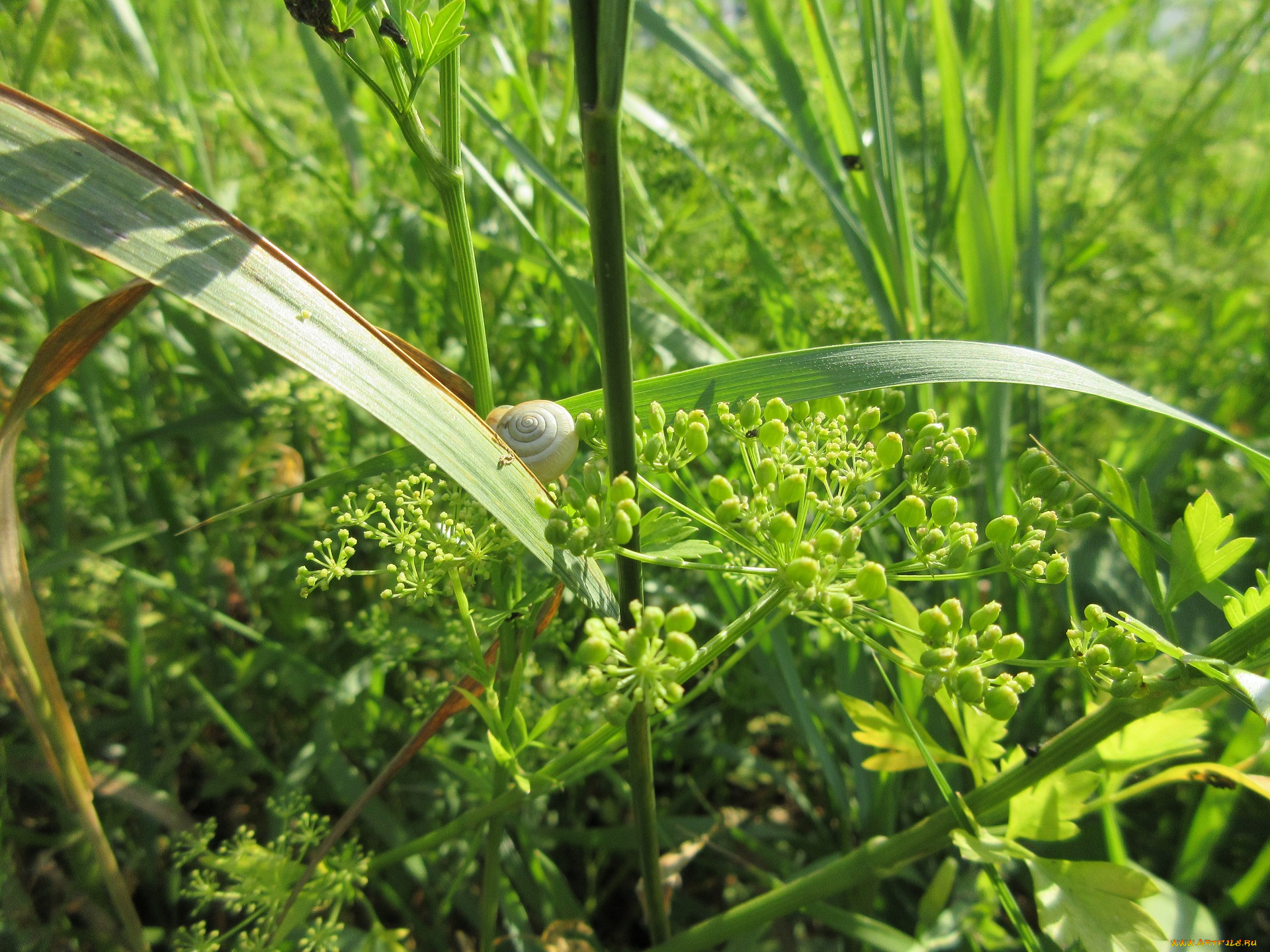 природа, макро, трава