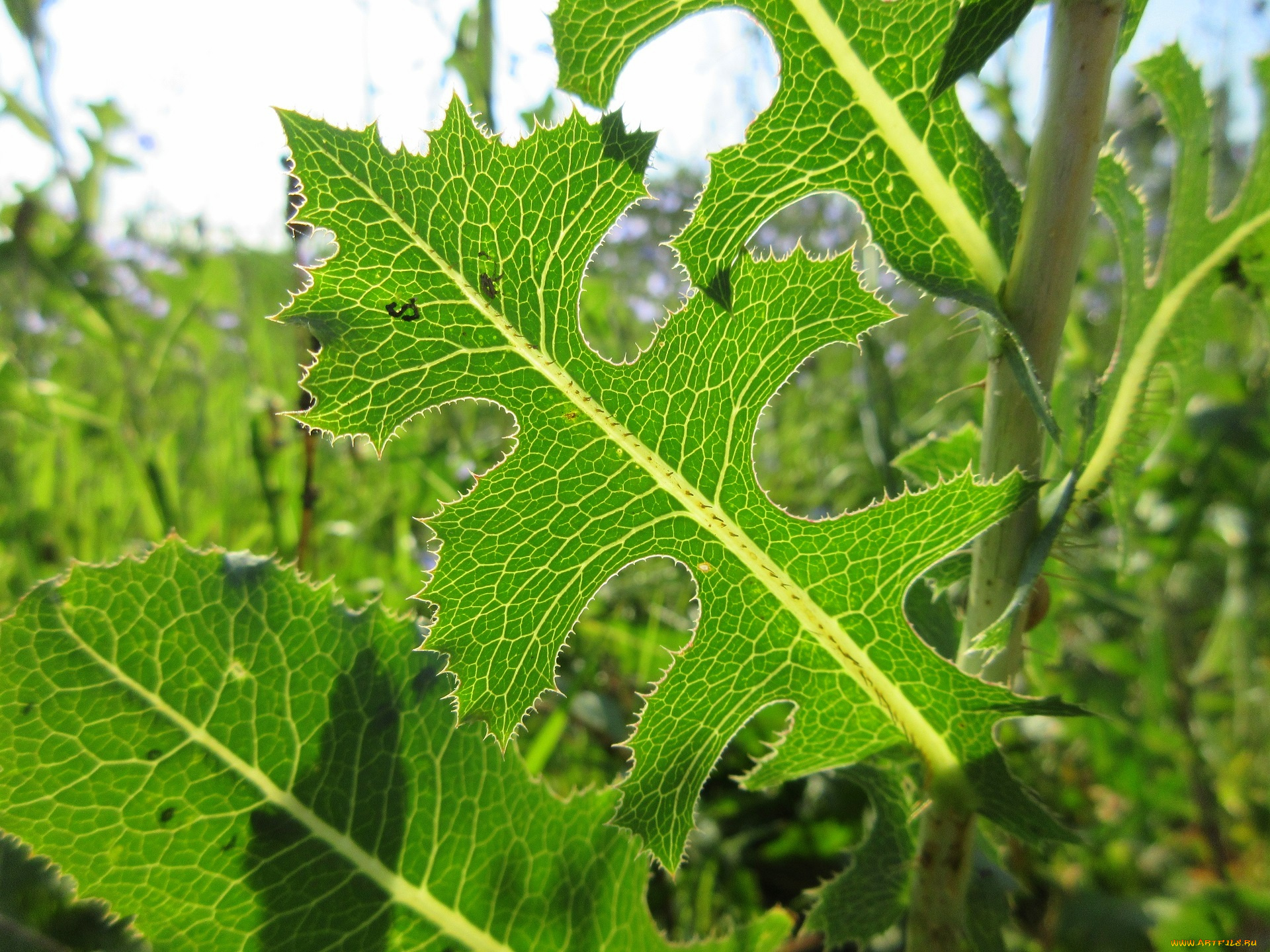 природа, макро, трава