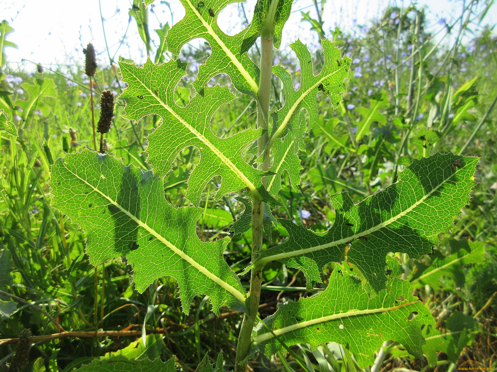 природа, макро, трава