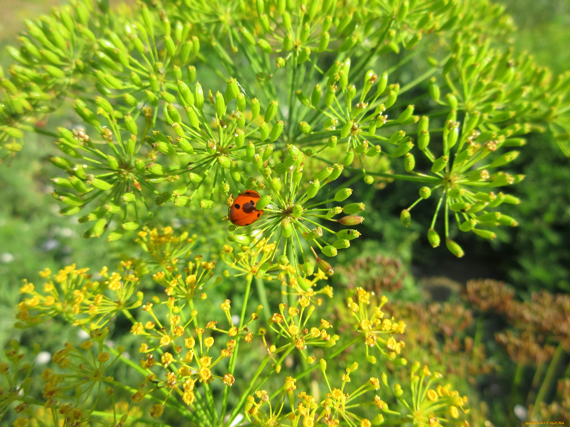 природа, макро, укроп