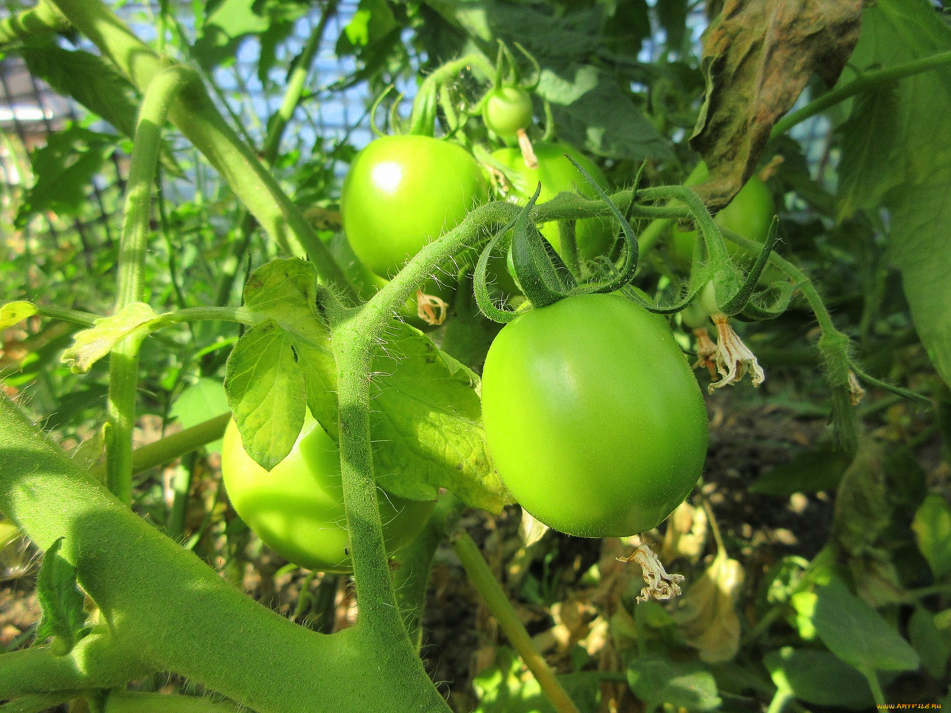 природа, плоды, помидоры, томаты