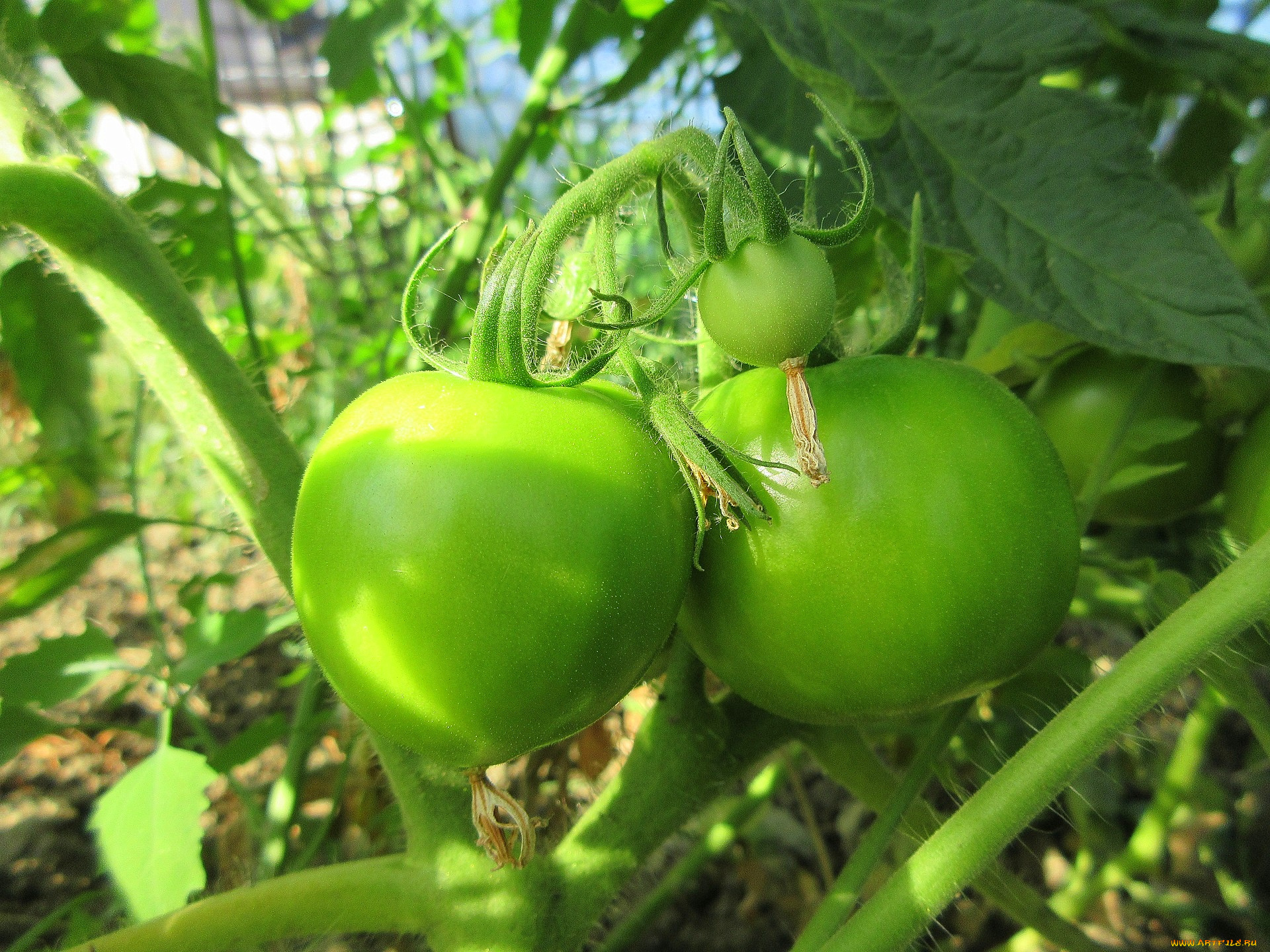 природа, плоды, помидоры, томаты