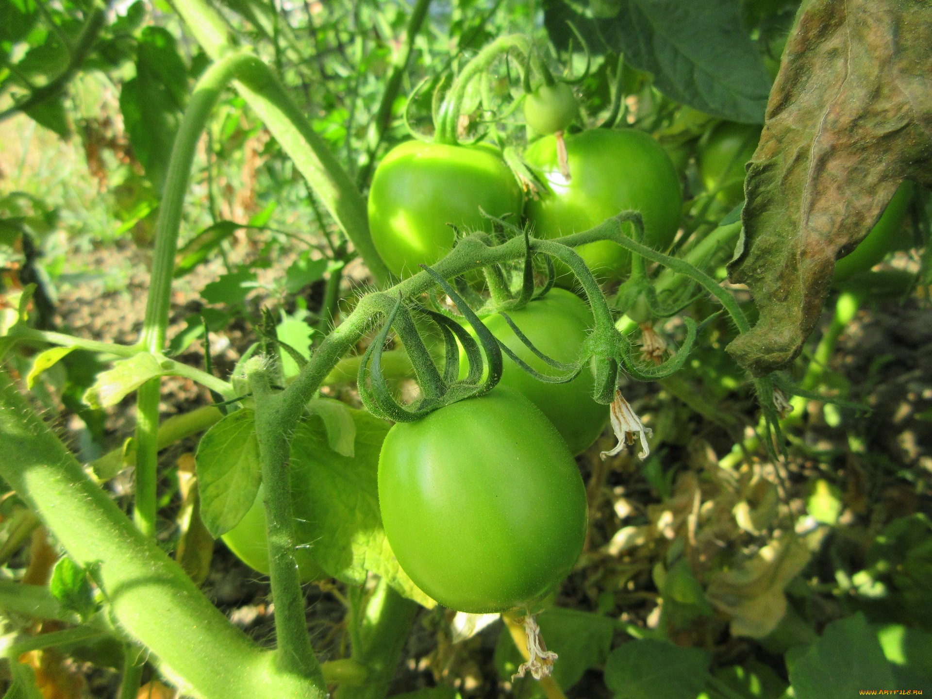 природа, плоды, помидоры, томаты