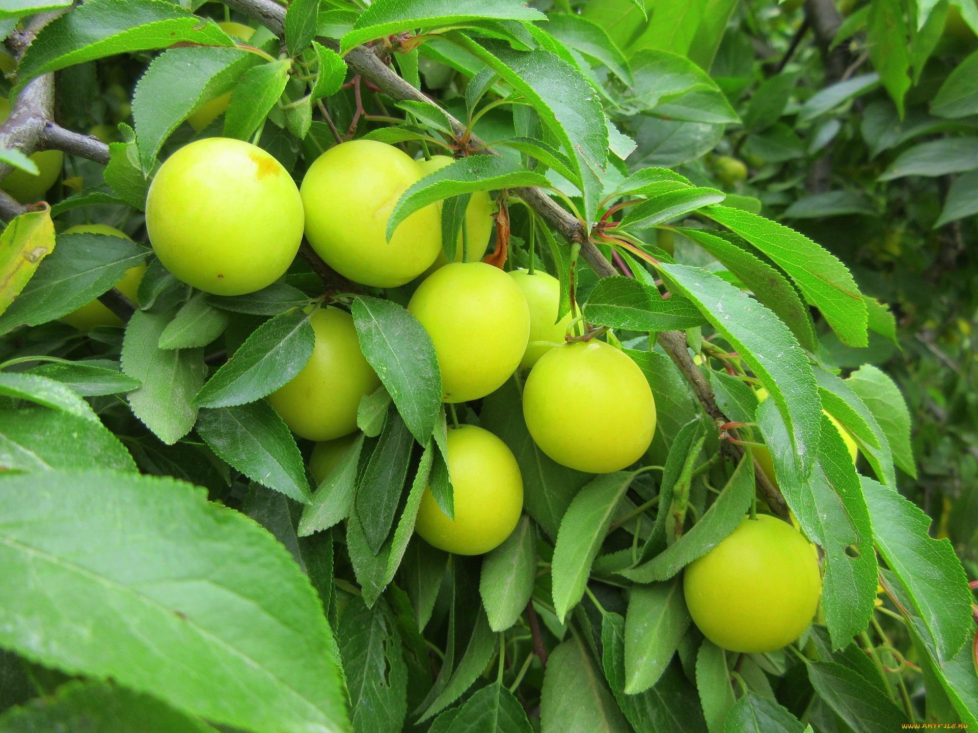 природа, плоды, слива