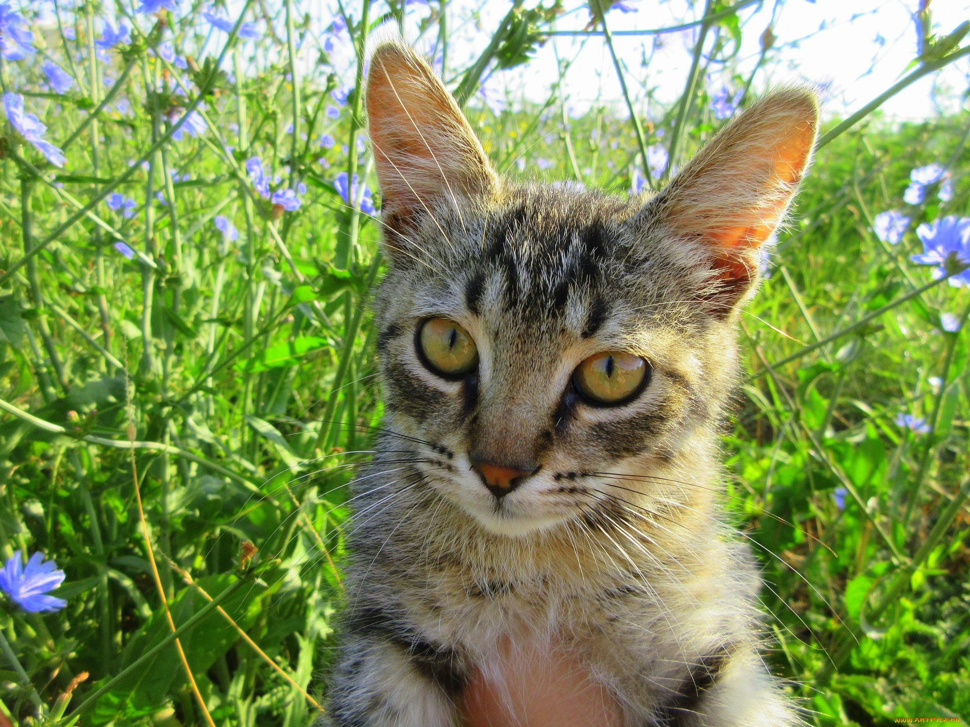 животные, коты, котенок