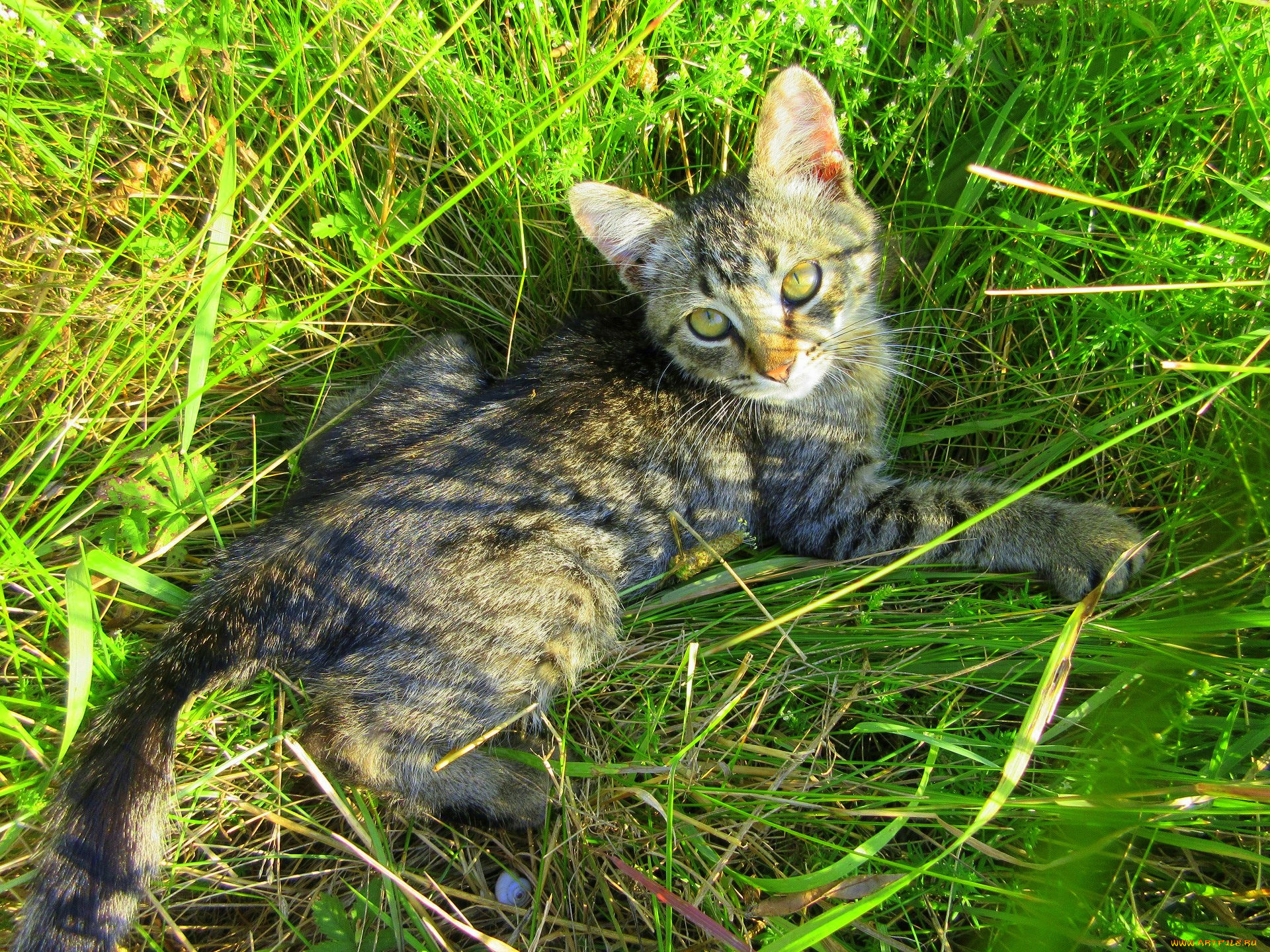 животные, коты, котенок