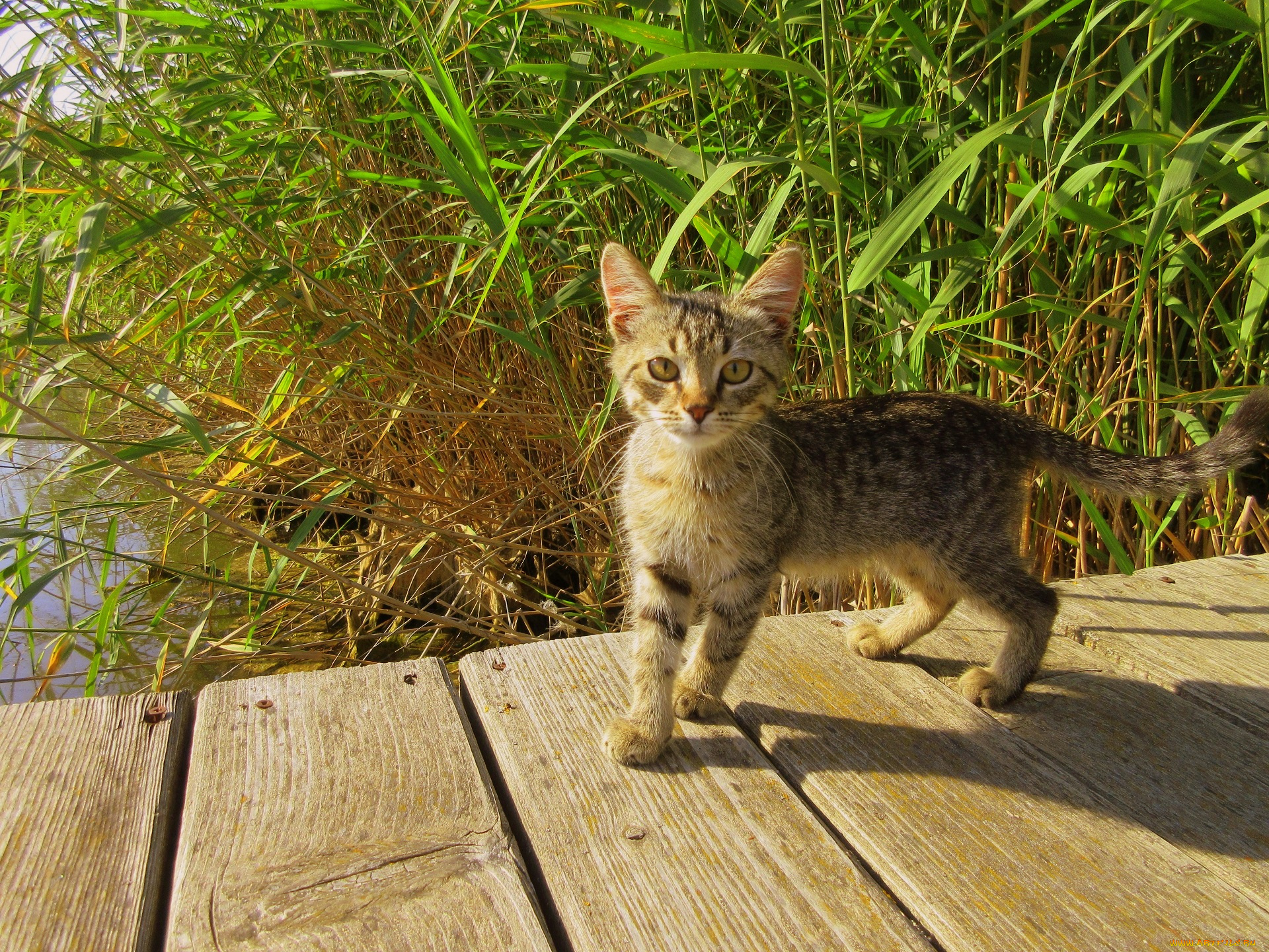 животные, коты, котенок