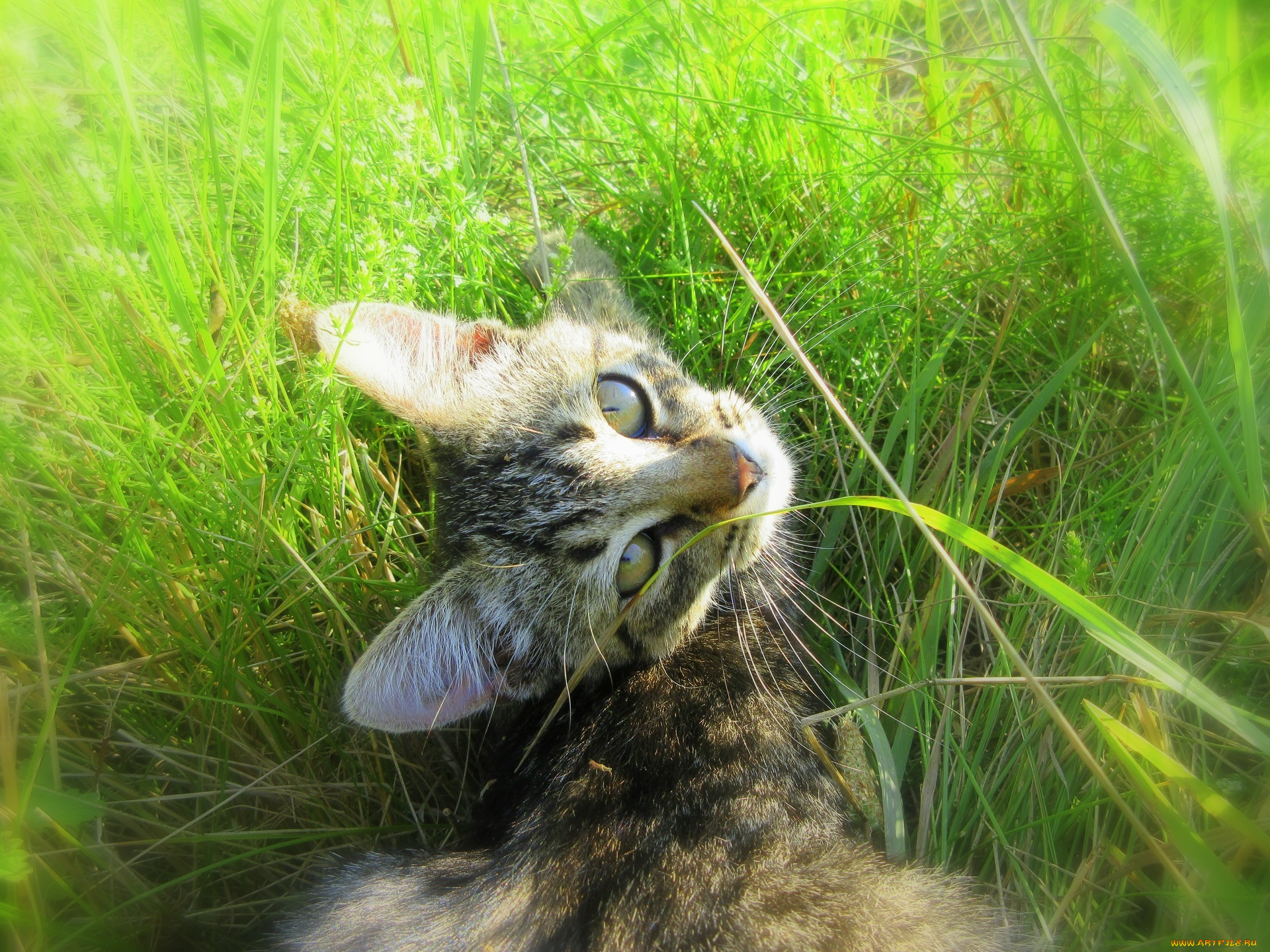 животные, коты, котенок