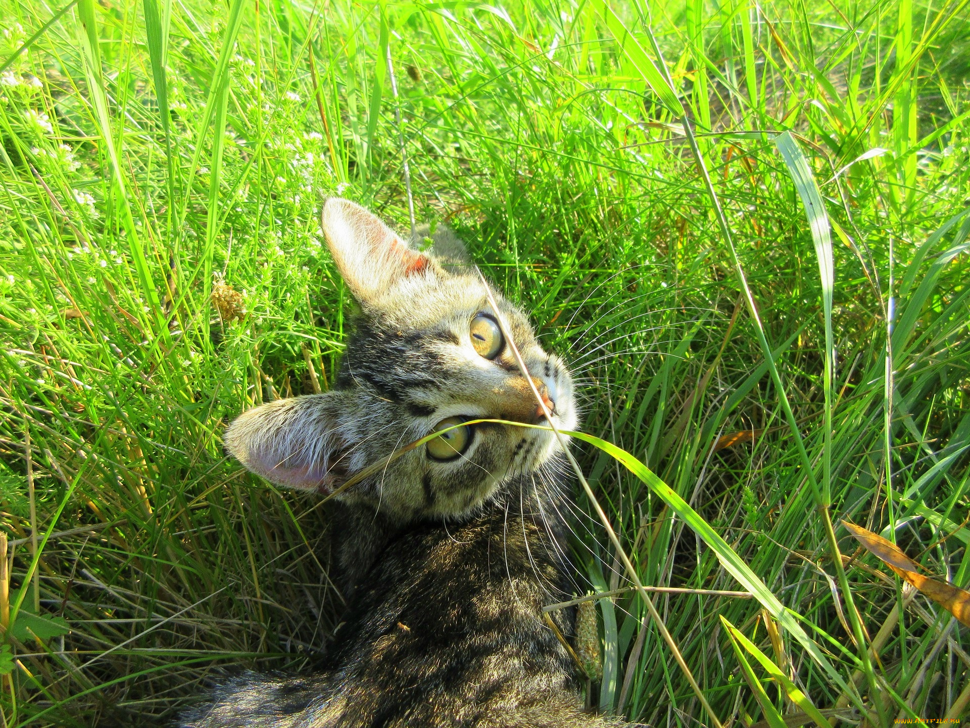 животные, коты, котенок