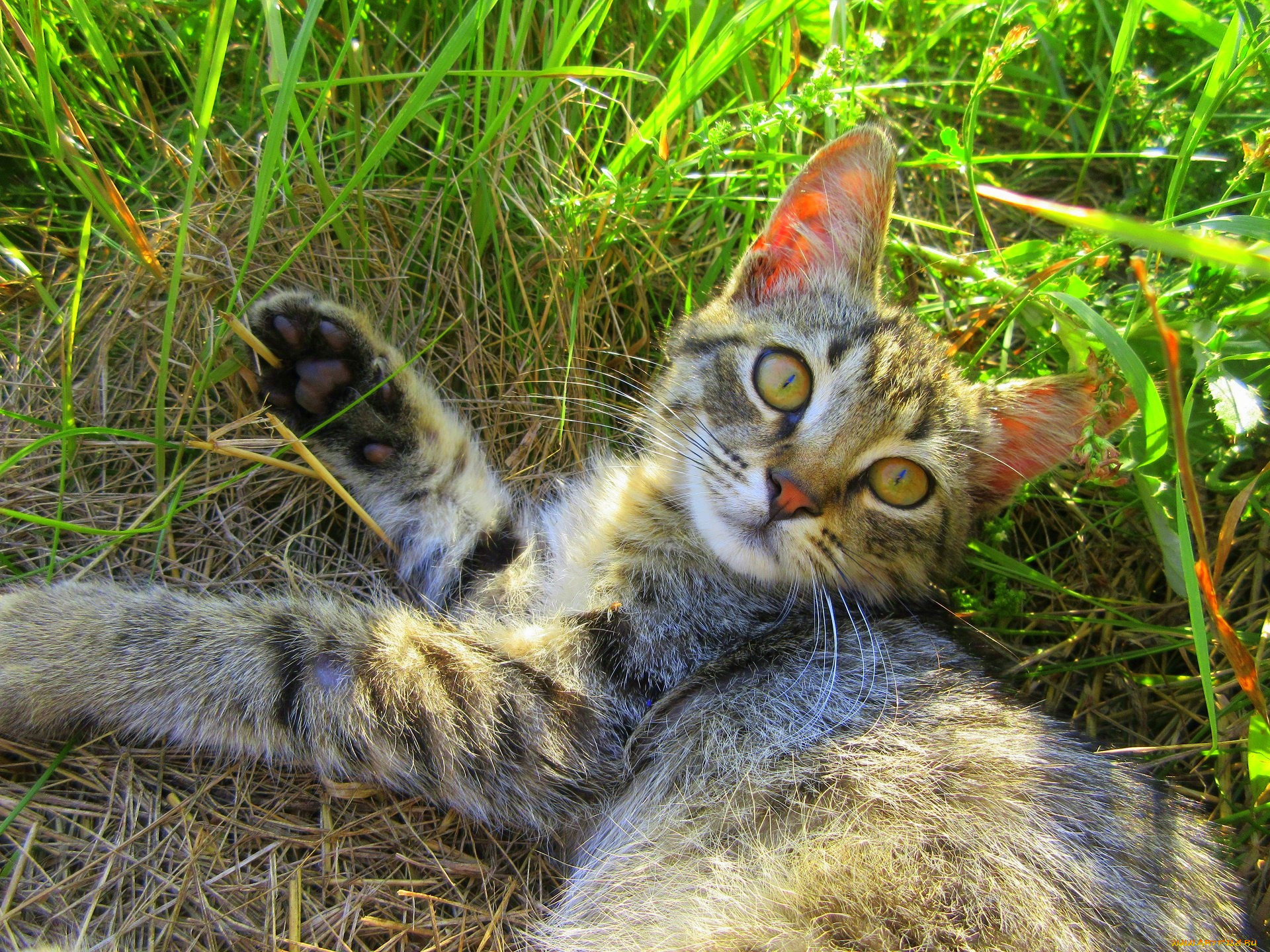 животные, коты, котенок