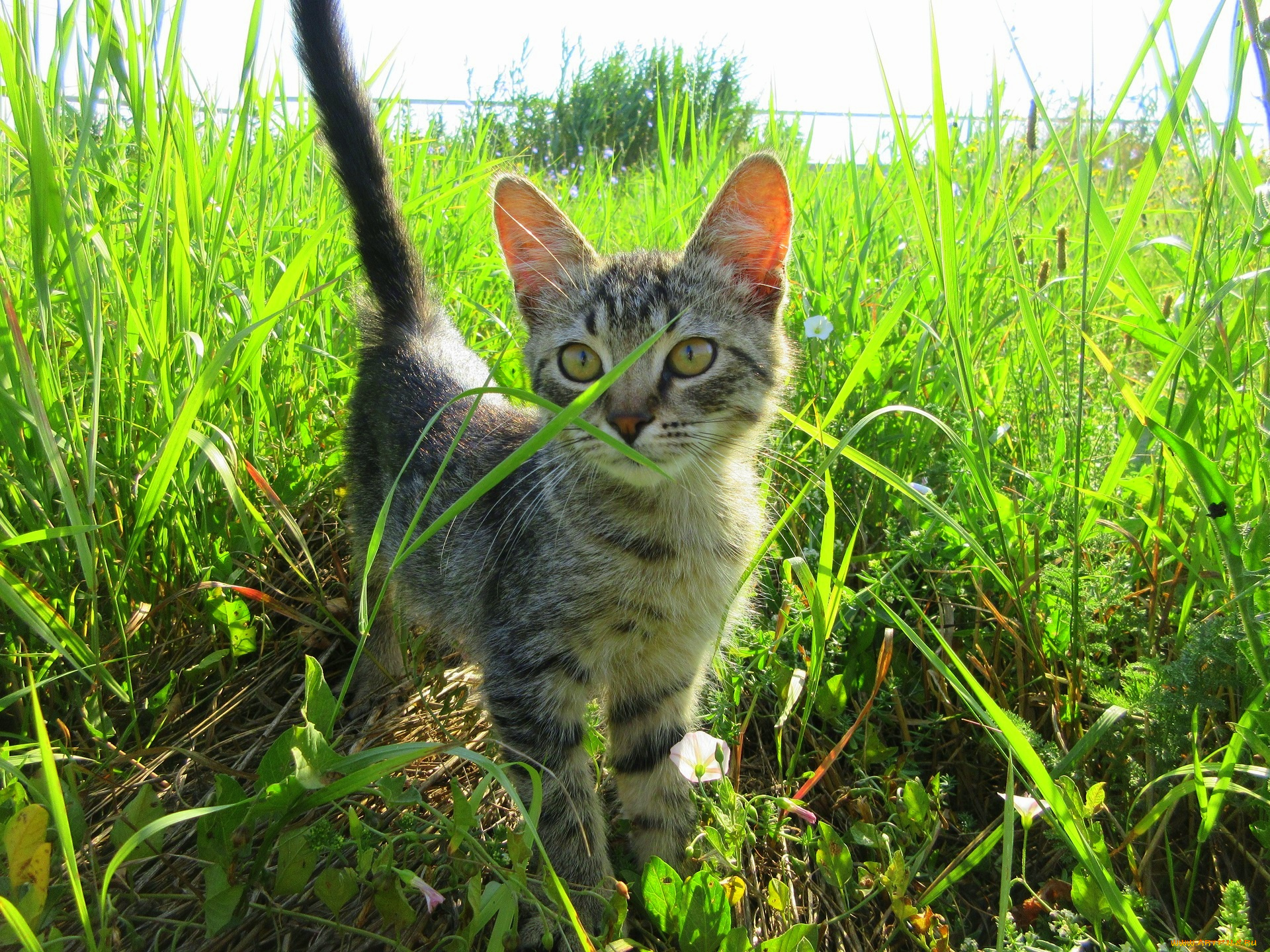 животные, коты, котенок