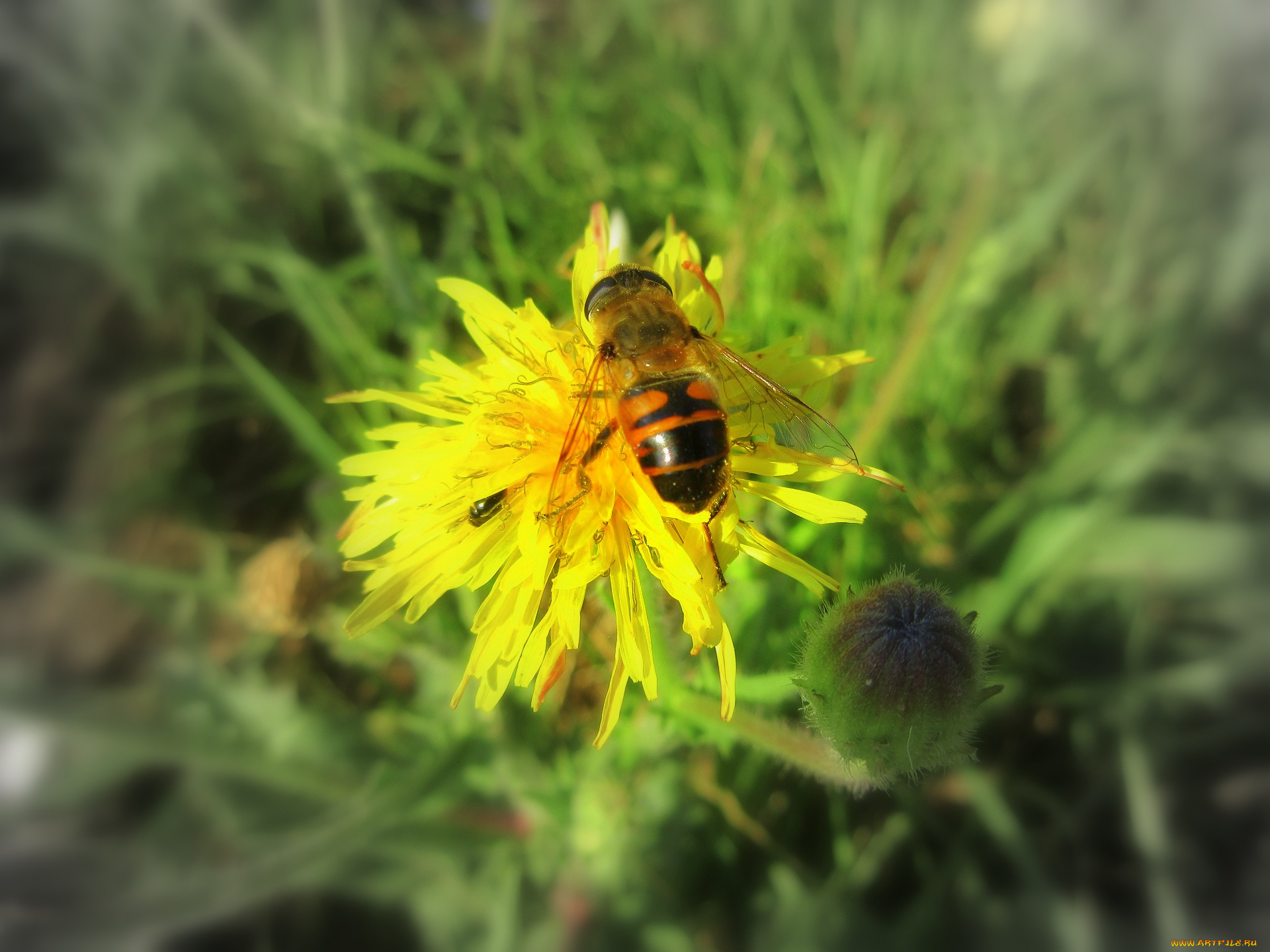 животные, пчелы, , осы, , шмели, пчела